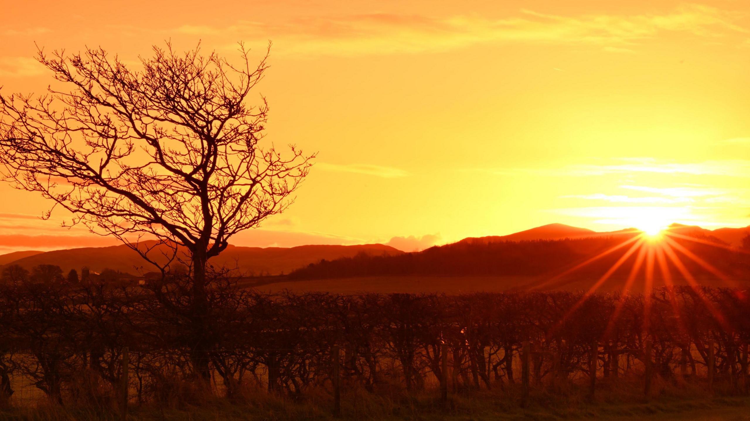 The sunrise over mountain tops creates a flare effect. A bare tree is cast in silhouette in the foreground.