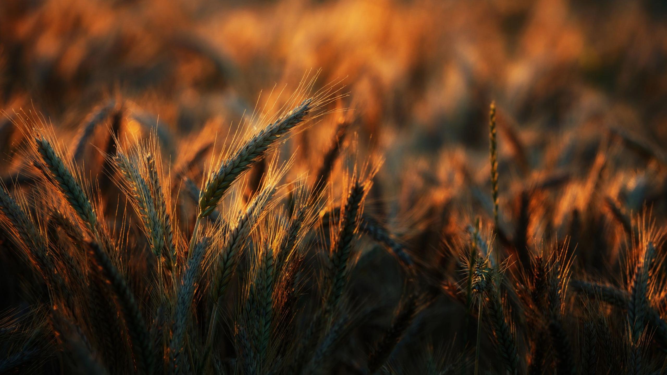 Close-up of wheat growing on field