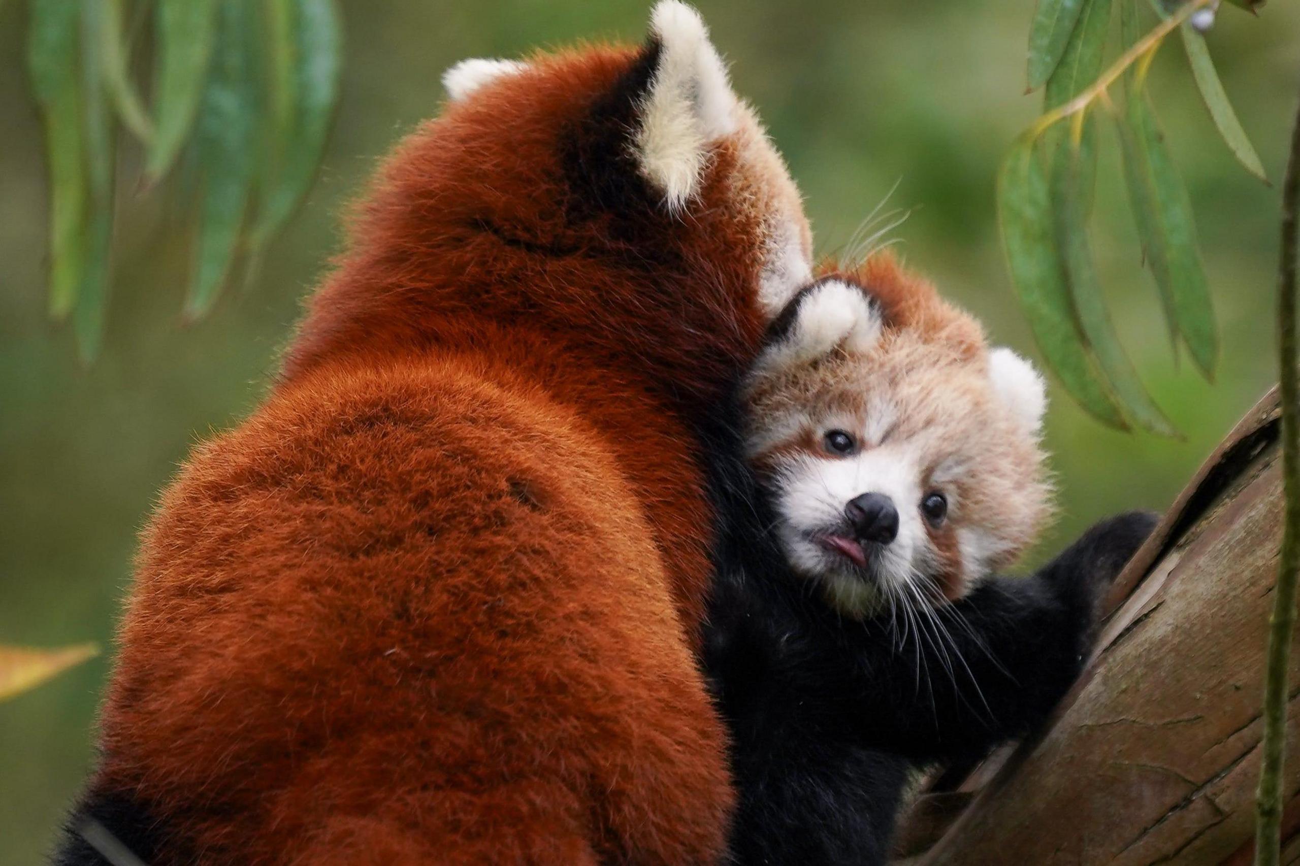 A red panda cub is being hugged by her mum and sticking her tongue out