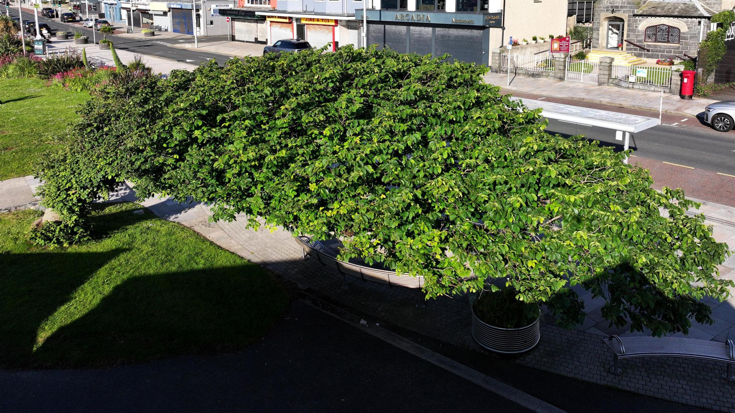 A tree growing almost parallel to the ground. It has lots of bright green leaves and is growing beside a road.