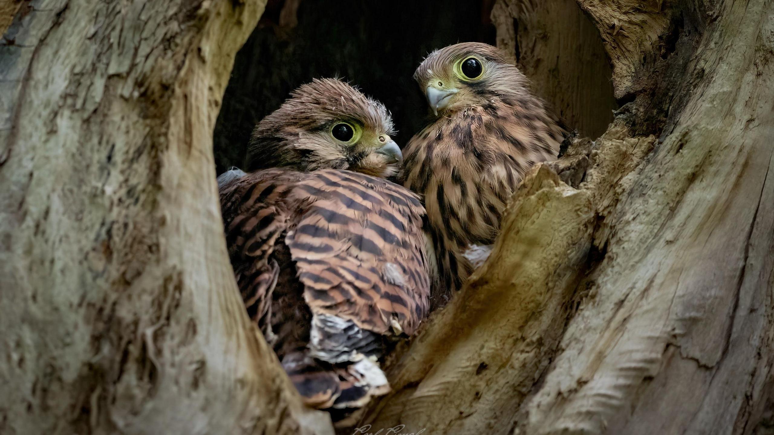 Young kestrels nesting in South Downs National Park