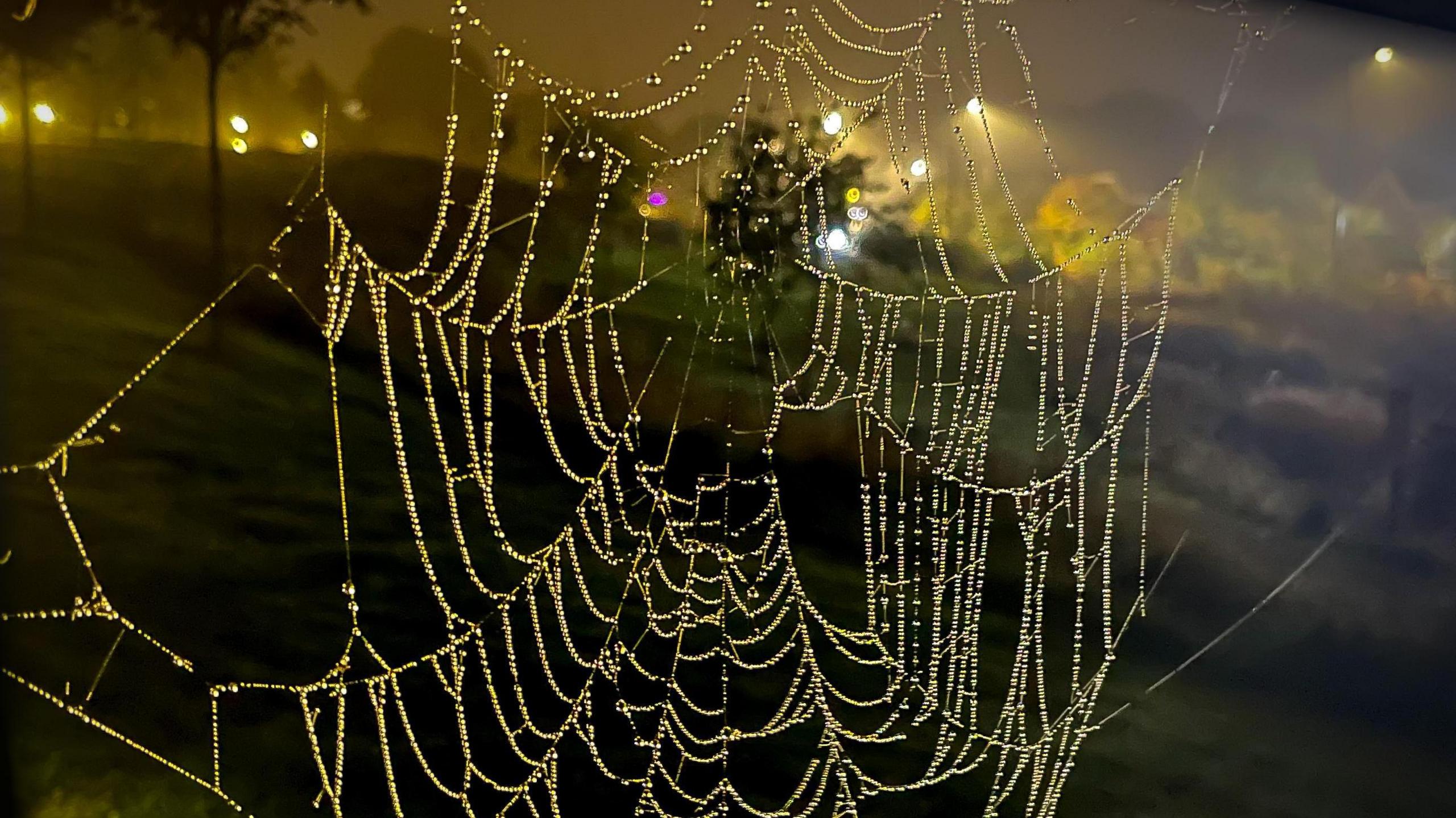 A night-time picture showing a spider's web covered in water droplets. Streetlights, blurred in the distance, illuminate the web and droplets.