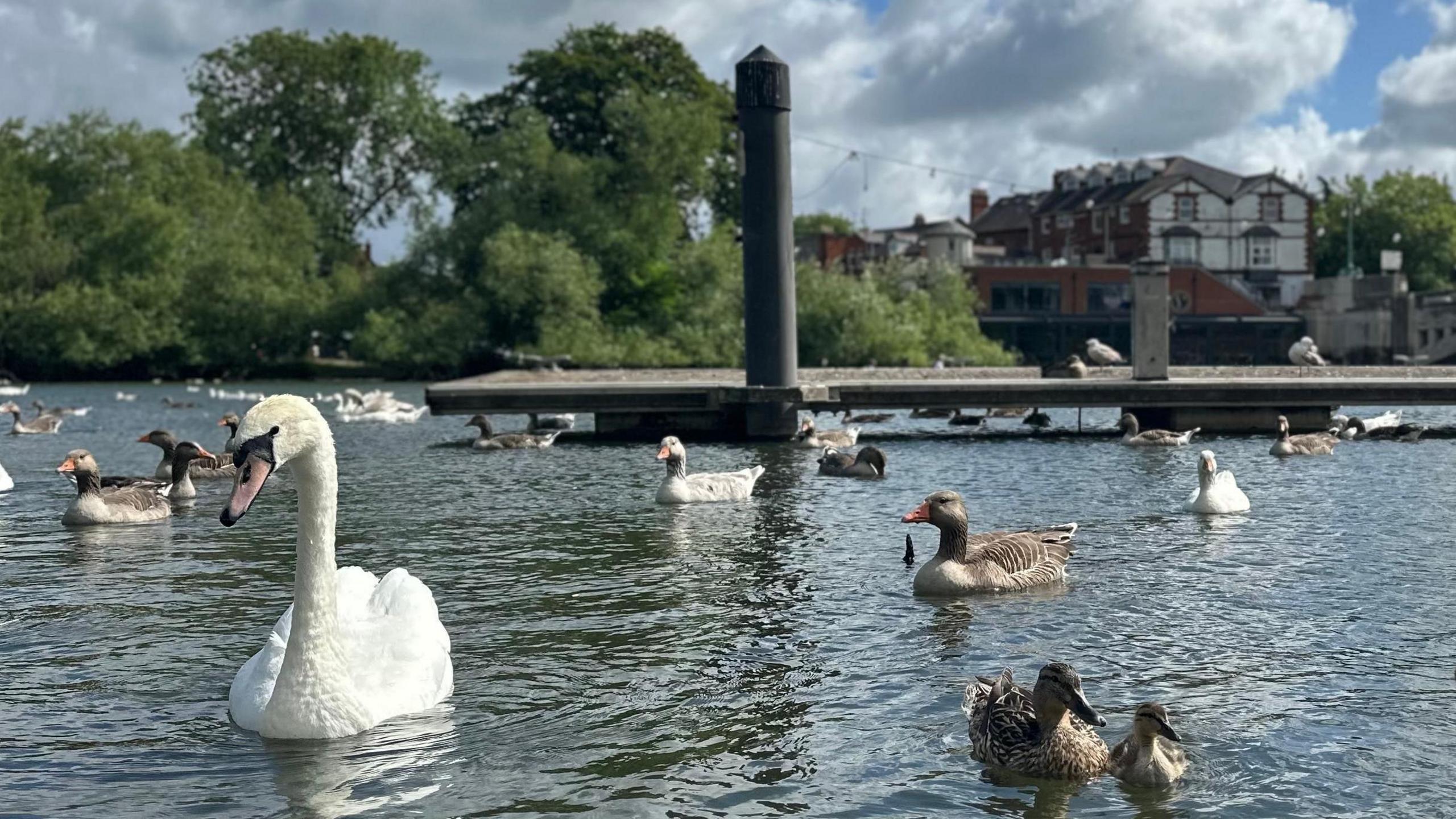 Lots of swans and brown-feathered ducks swimming along the river, a pier in the background.