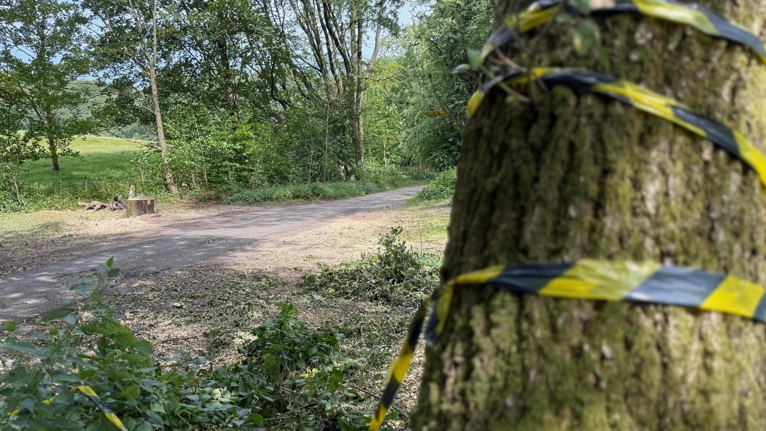 Black-and-yellow tape has been tied around another tree near the accident scene.