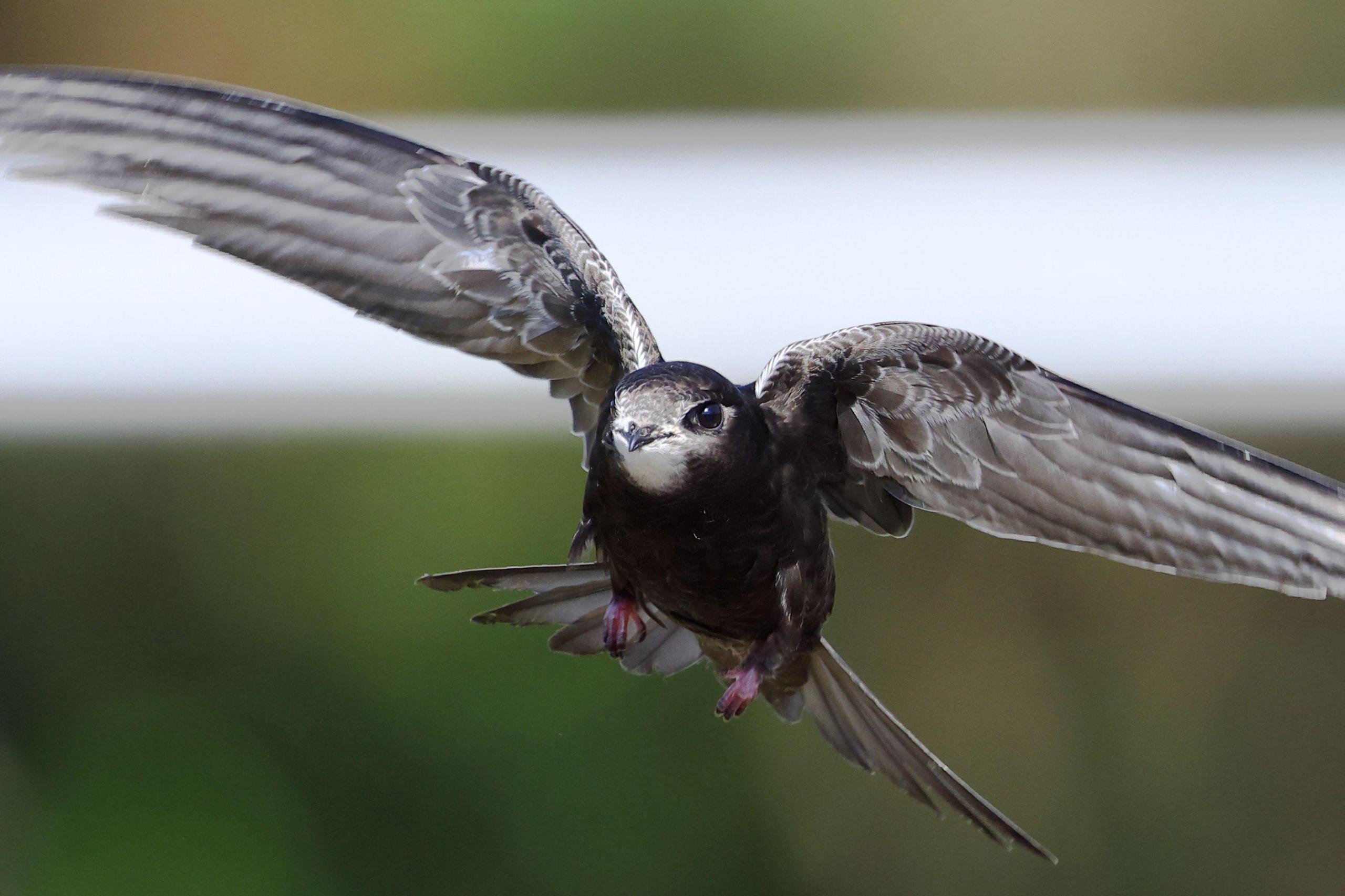 A swift in flight