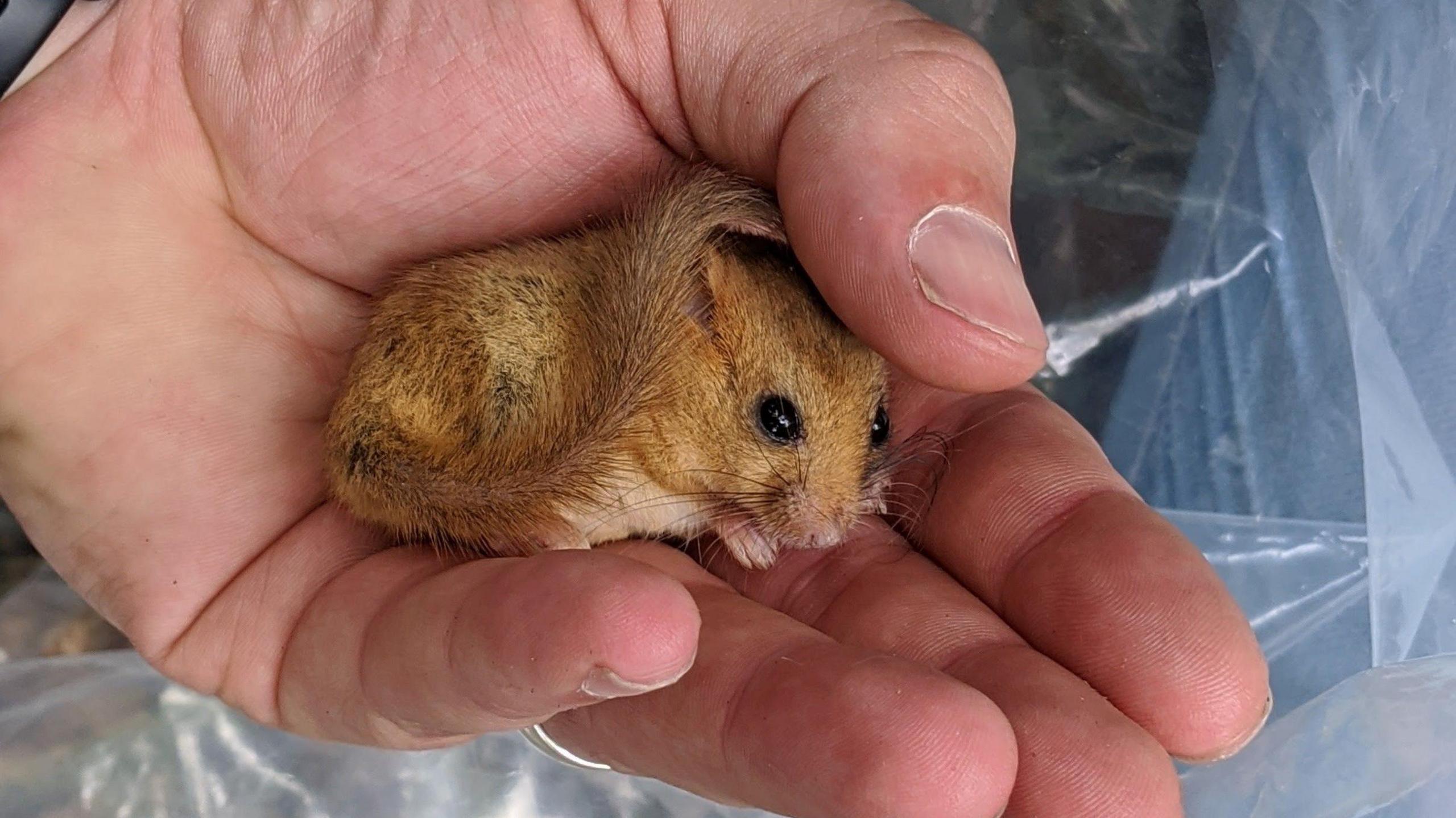 A light brown hazel dormouse in the palm of a person's hand, showing its distinctive furry tail