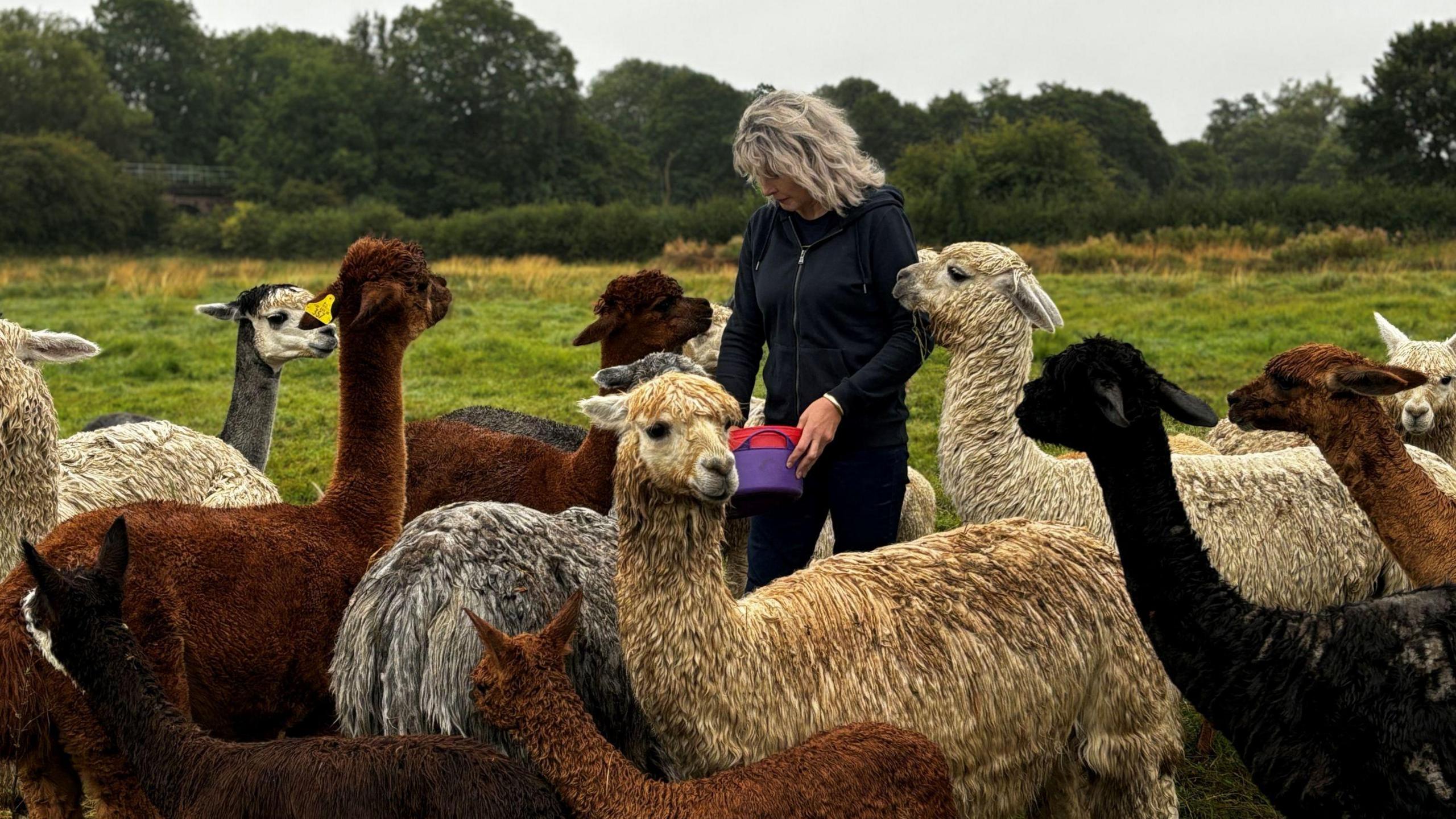 Sarah Mcrow, who runs Brackenfield Alpacas, feeding alpacas 