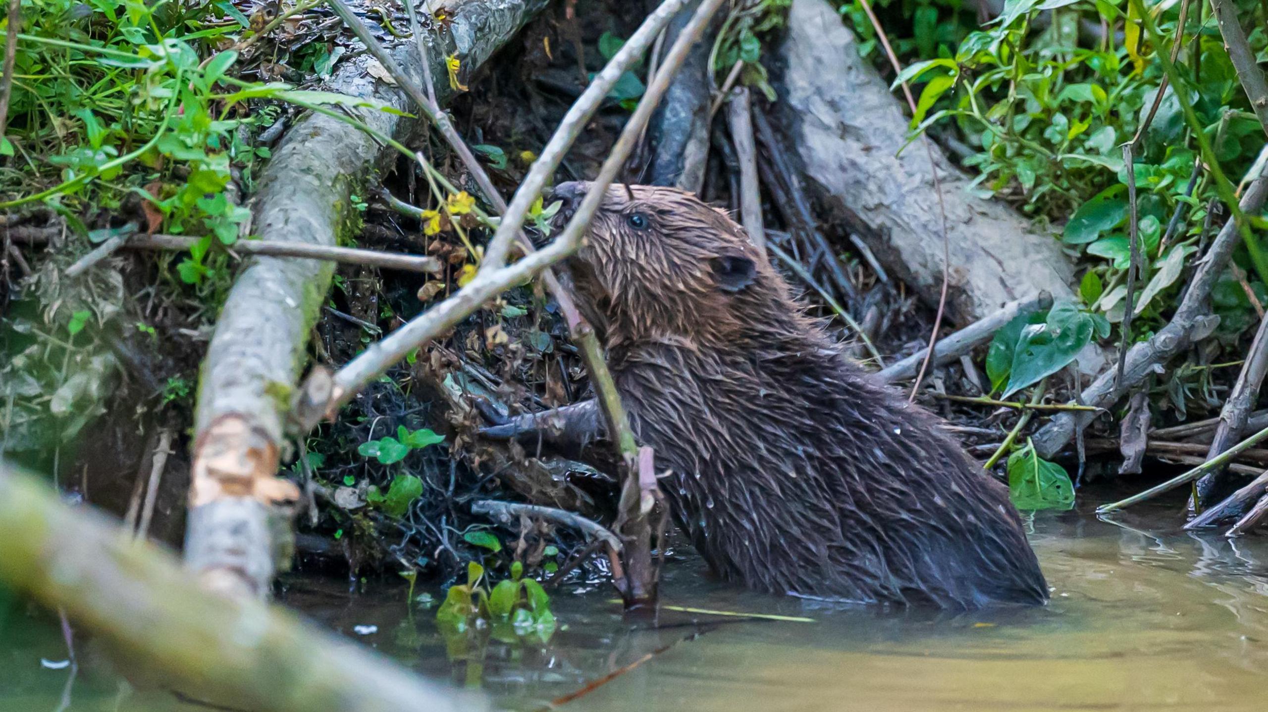 A beaver climbing out of the river onto the bank. It's brown fur is wet. There are sticks around it and green grass and leaves.