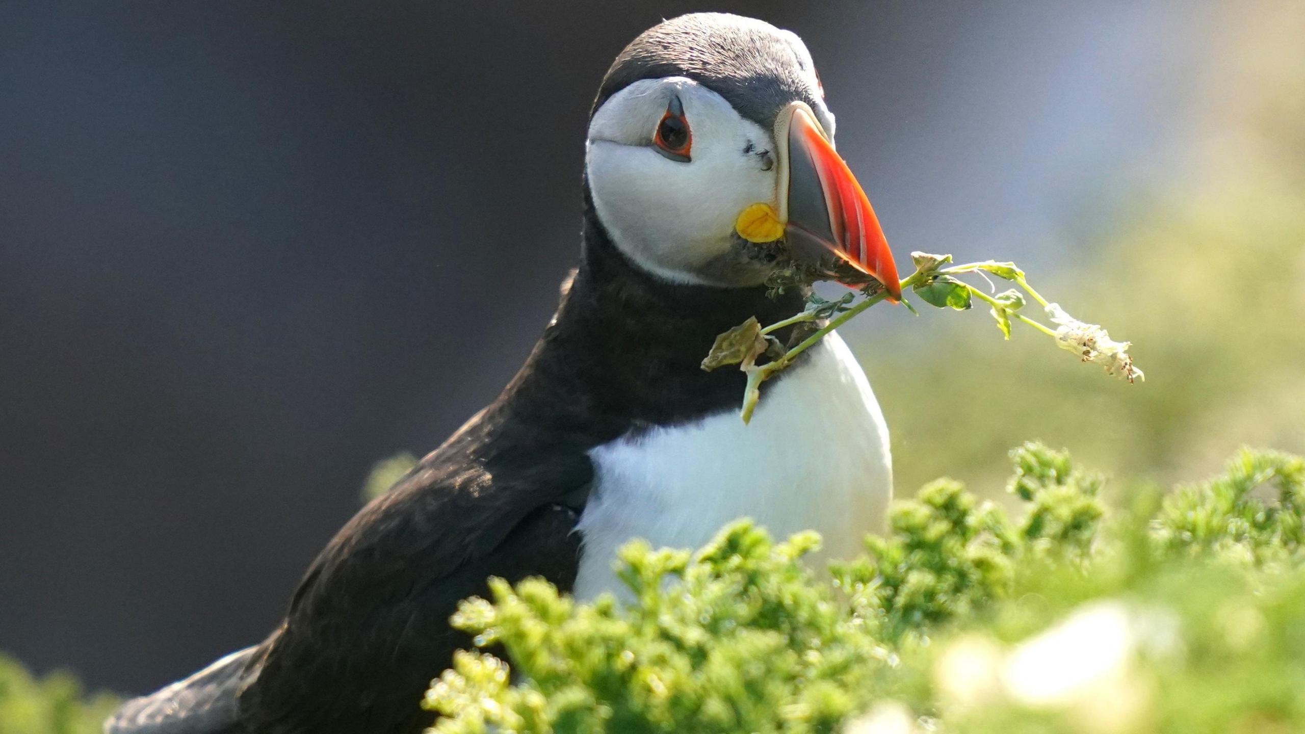 Puffin