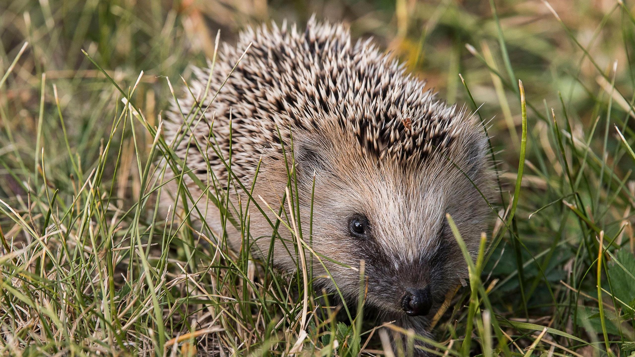 A hedgehog sits in grass. It has a pale brown furry face with a black shiny nose and black eyes. Its spines are about two centimetres long and are black at the base and pale brown at the tip.