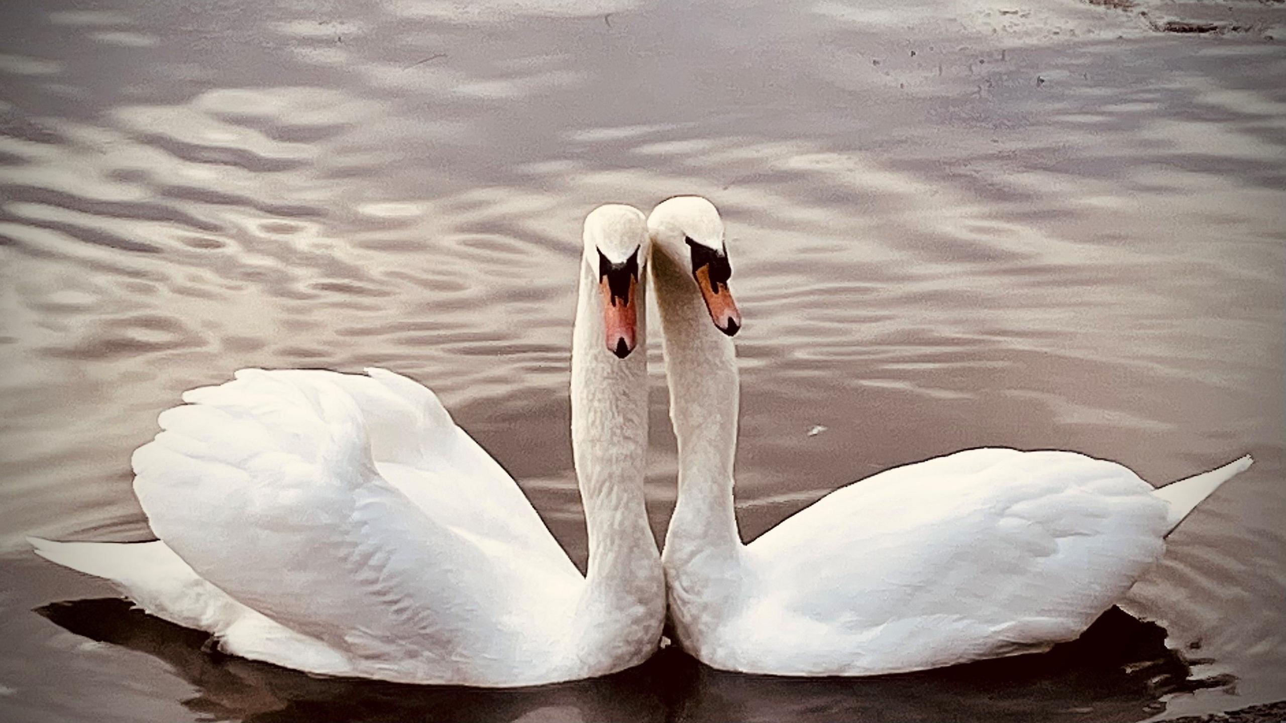 Two white swans on water, with their heads and necks next to each other 