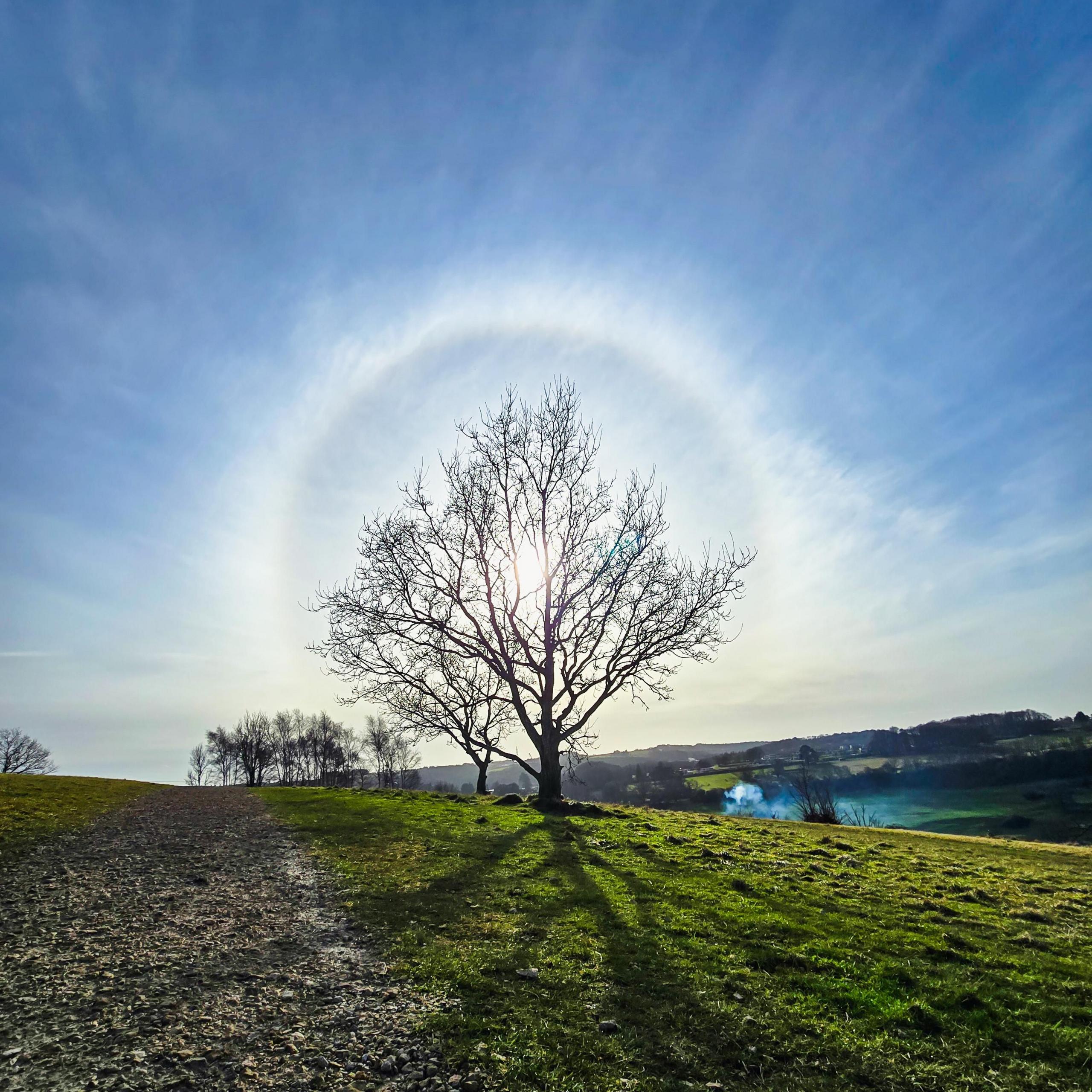 A tree is in the centre of the photo surrounded by a halo of light created by the sun behind it. The sky is bright blue and the grass underneath the tree is a vibrant green.