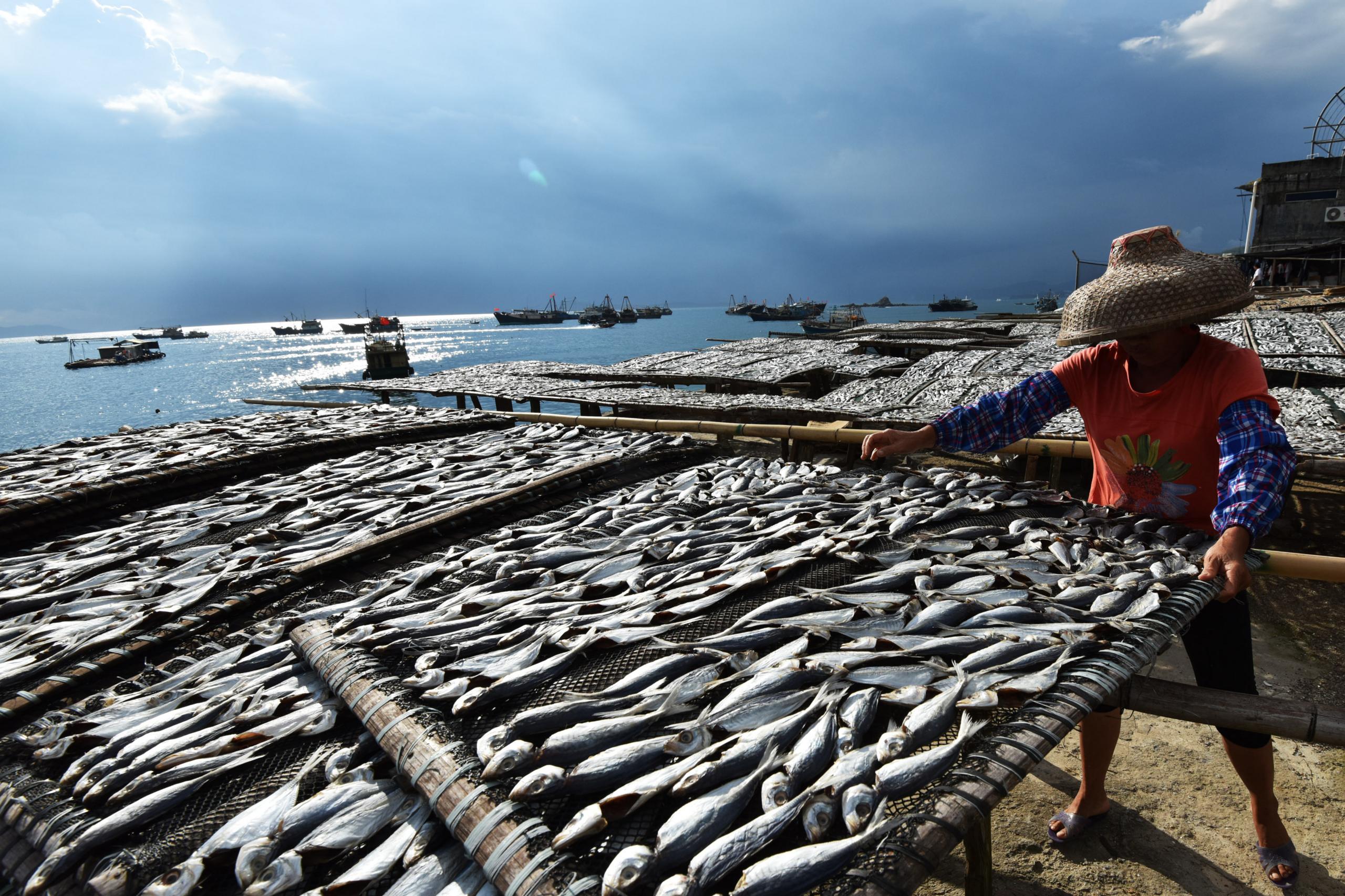 A woman drying fish in the sun in Shenzhen, China's southern Guangdong province. (September 9, 2017)