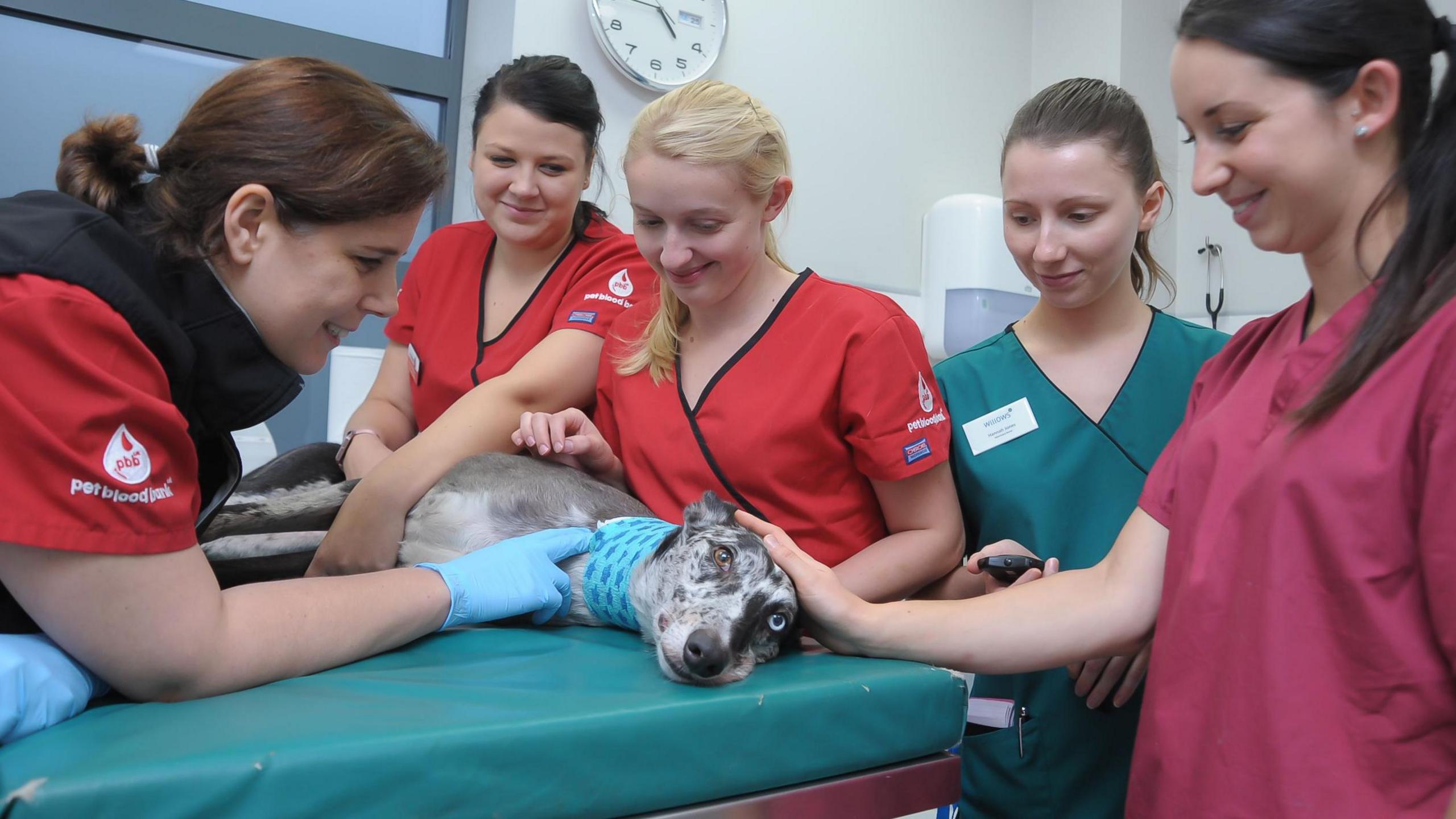 Five people around a dog who is lying on a medical table and being stroked. Three people are in red medical scrubs, one in blue and one in pink. The dog is grey 