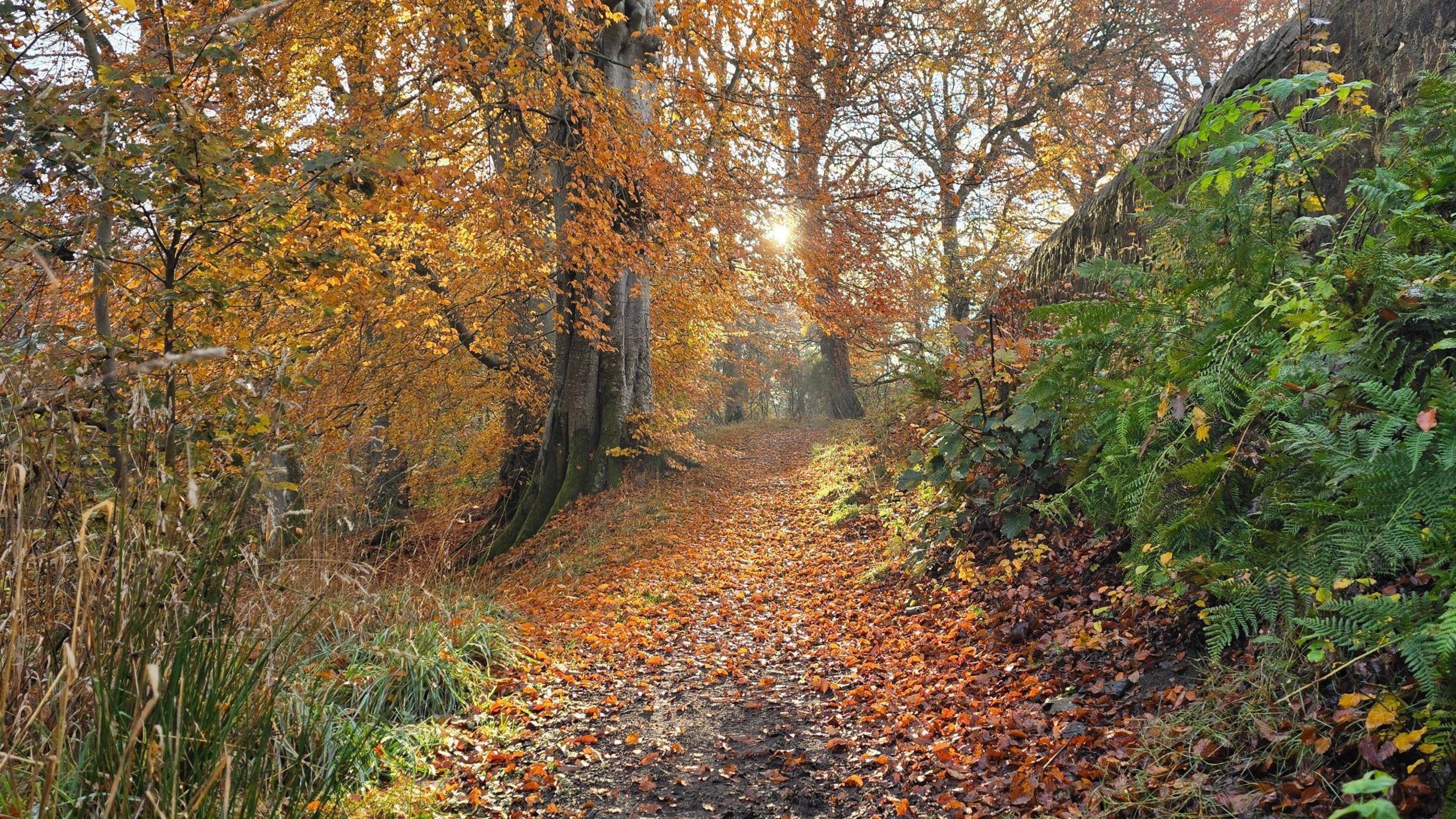A path covered in fallen leaves through an area of green ferns and tall trees with leaves of orange and gold.