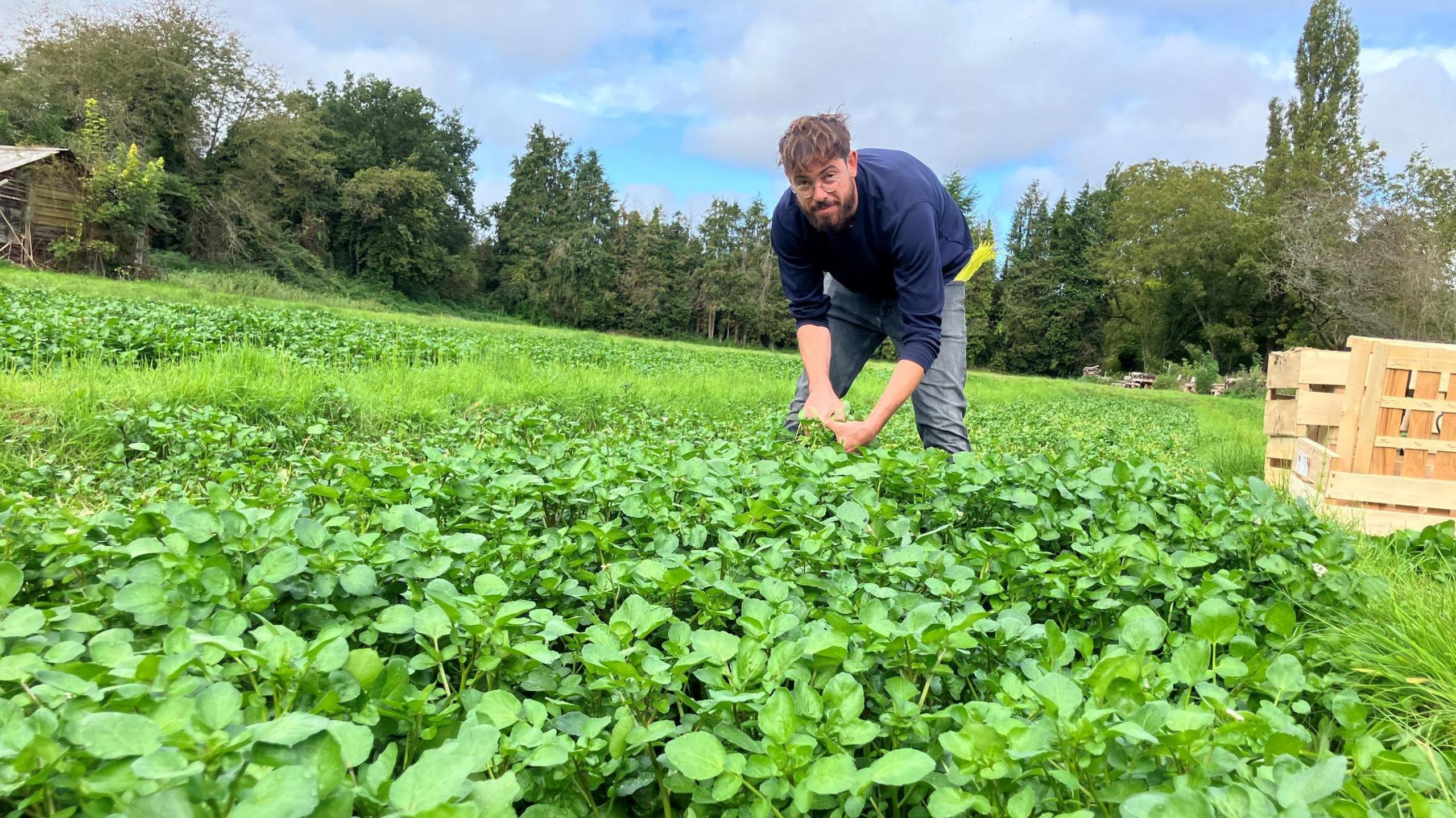 A man is seen looking at the camera, wearing glasses and bending over in a field of watercress