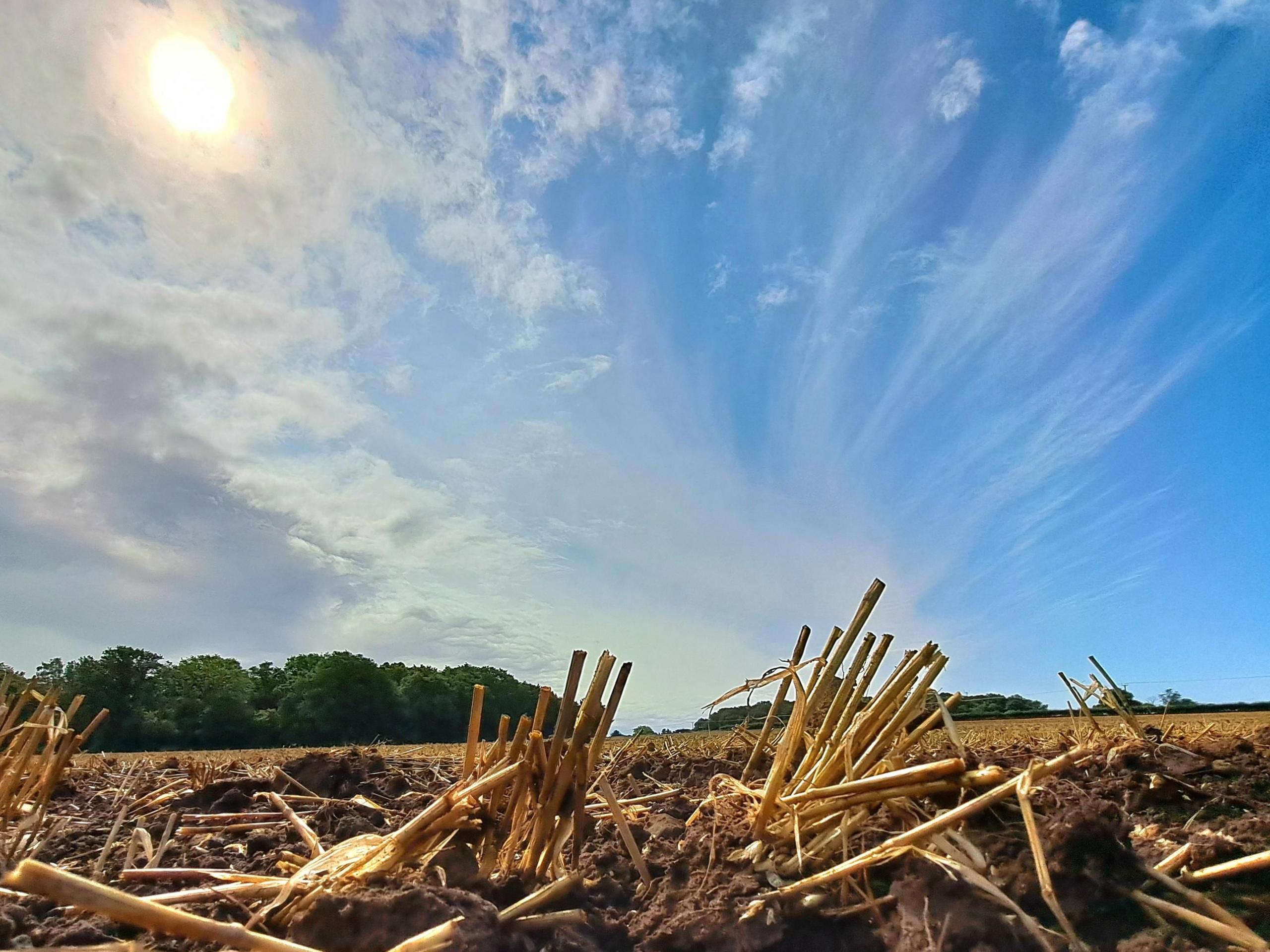 Blue skies with a few clouds overlooking a field with wooden sticks

The sun is shining bright in the top left corner 