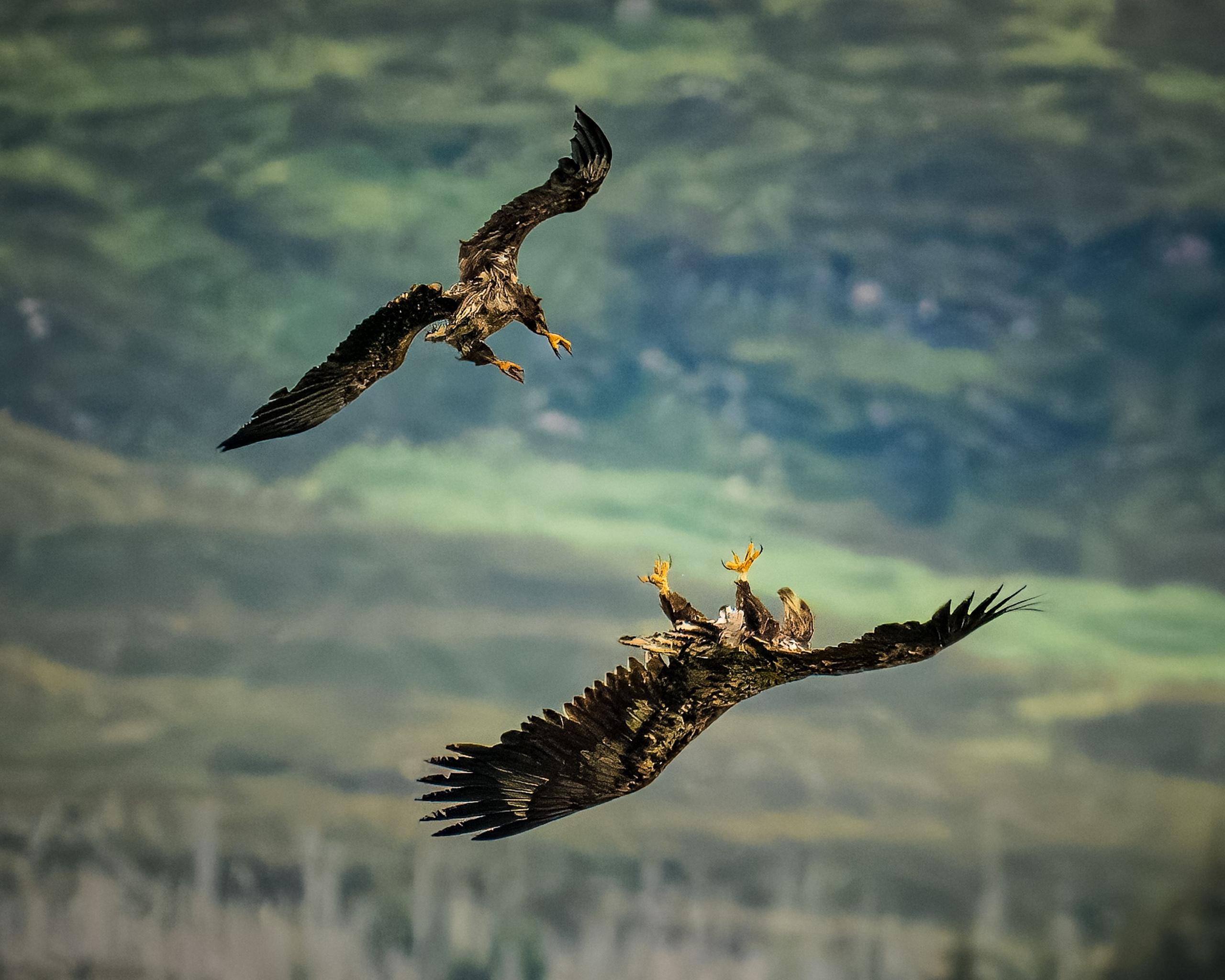 White Tailed Sea Eagles playing 