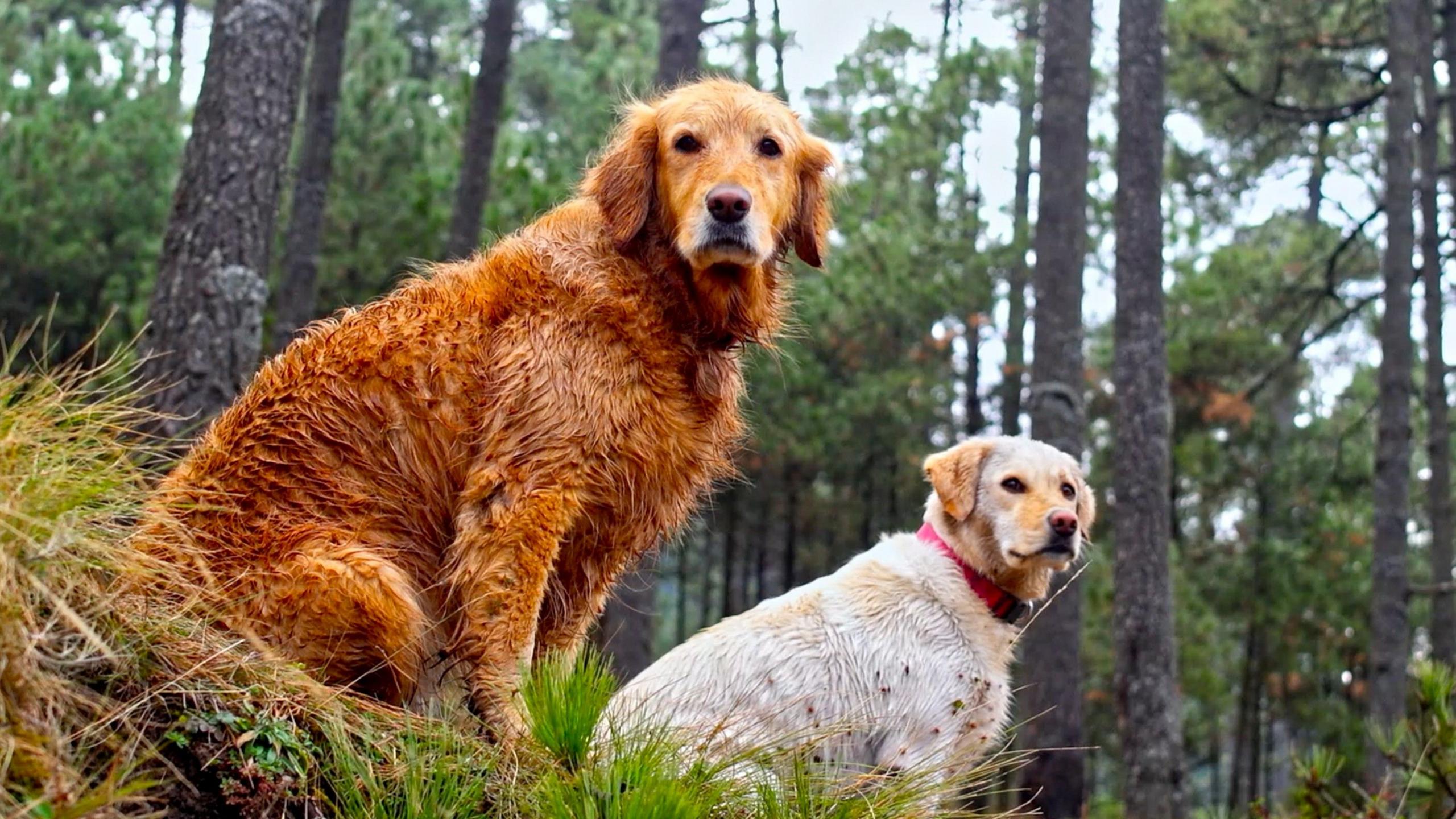 Two labrador dogs sitting in a forest look at the camera
