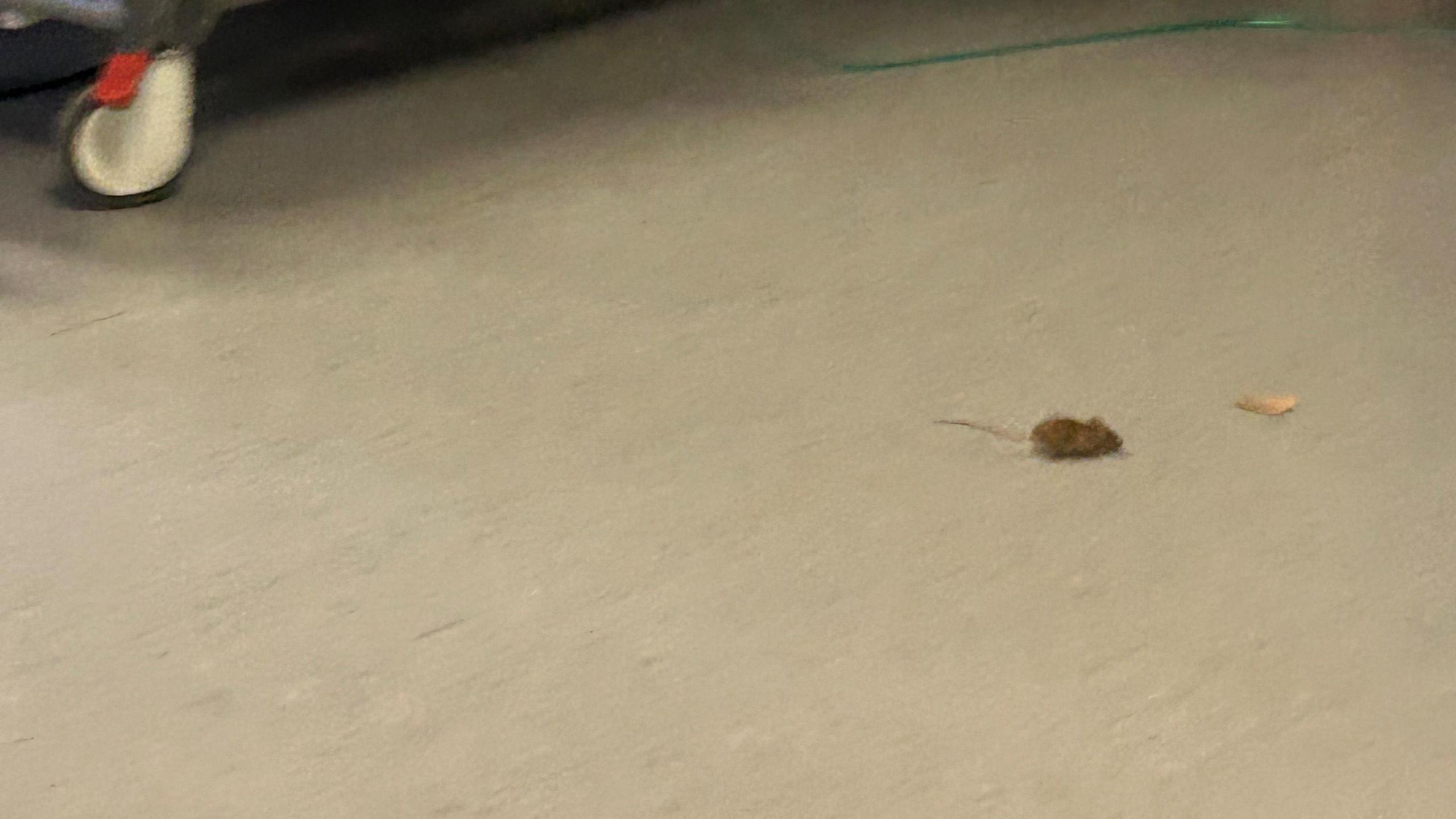 A mouse on the floor of a hospital ward 