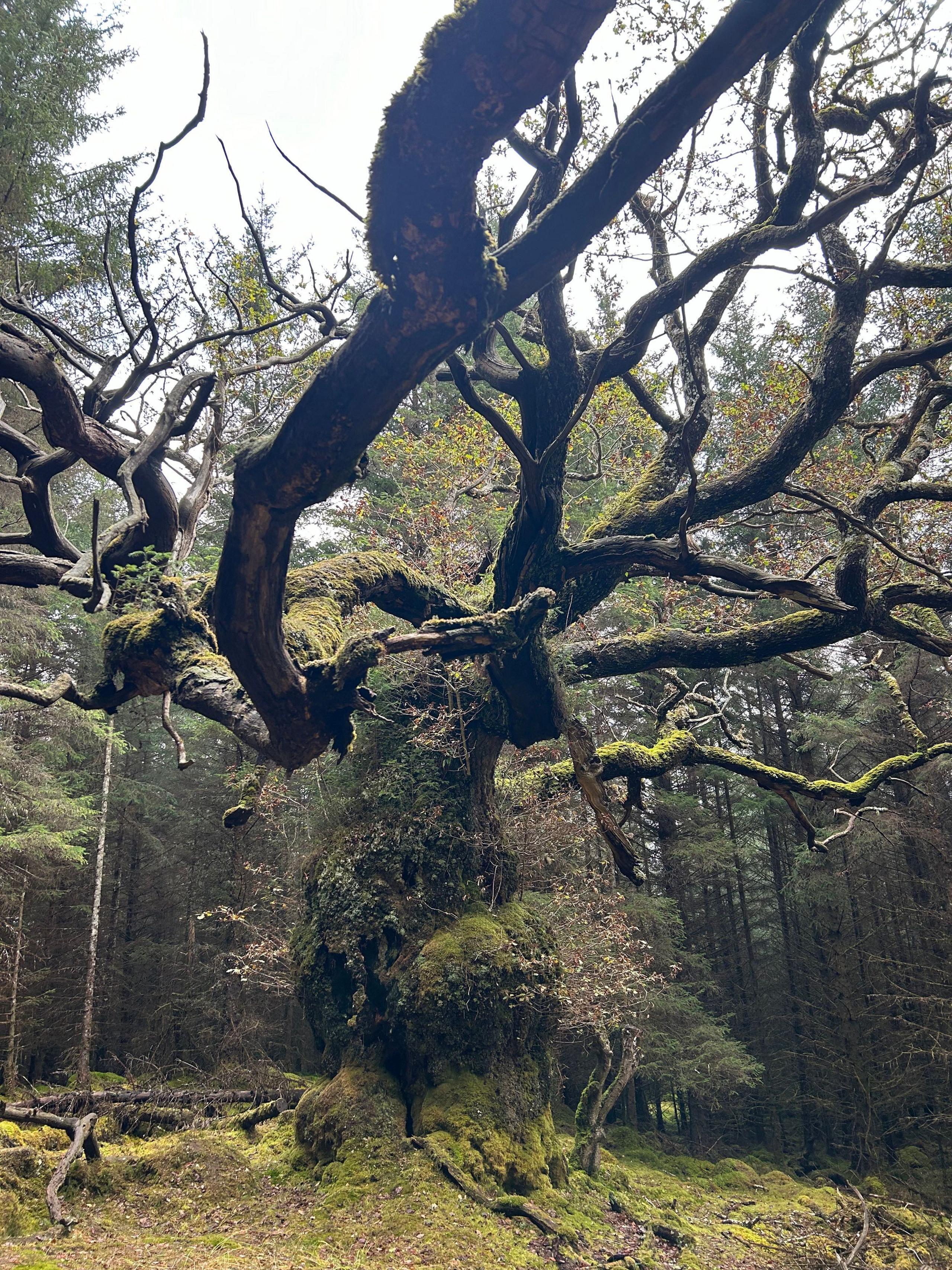 a portrait image showing the full height of the old tree which is covered in lichen