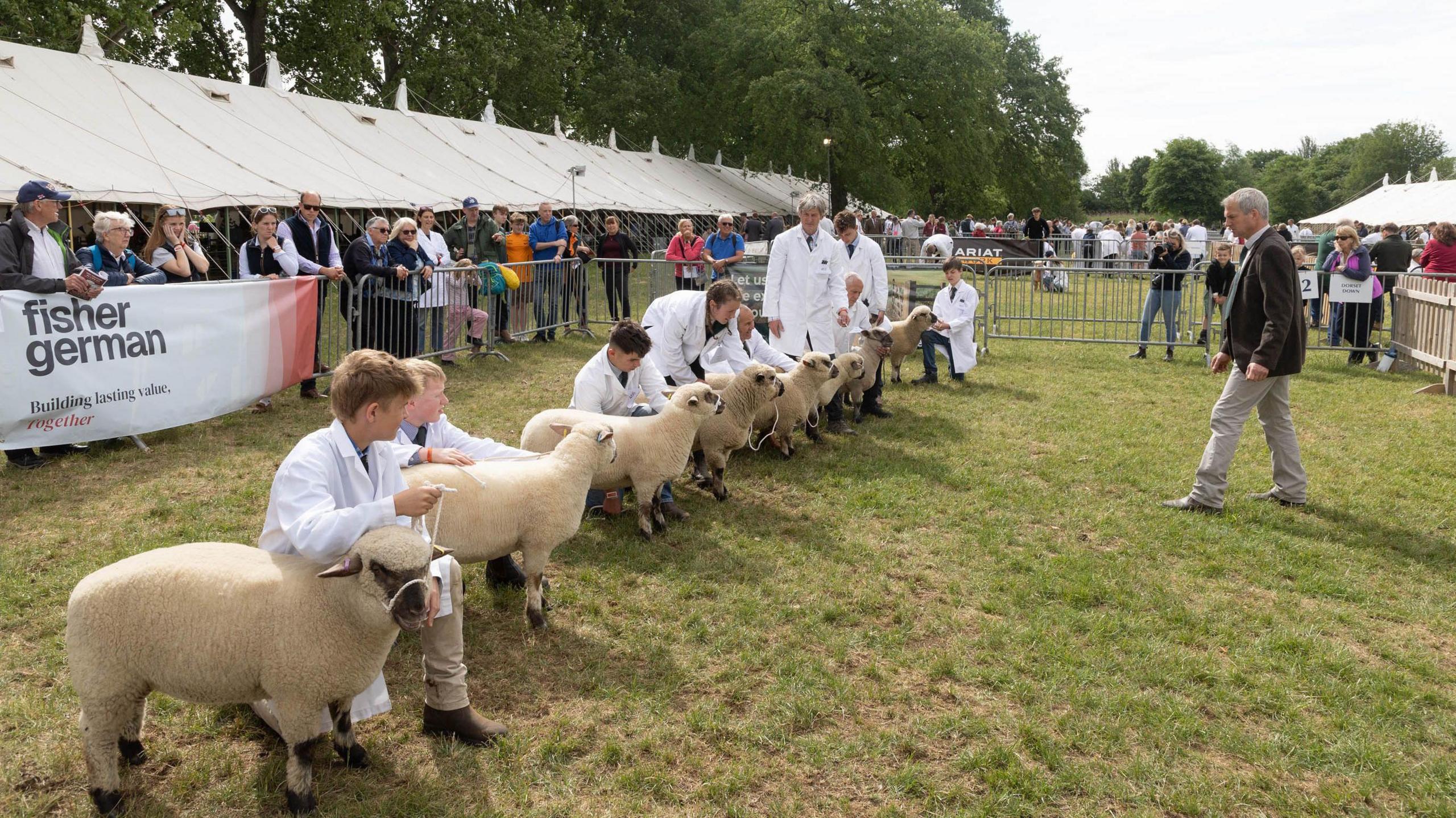 A line of young people in white coats each hold onto a large lamb in one of the smaller display rings at the Bath and West Show