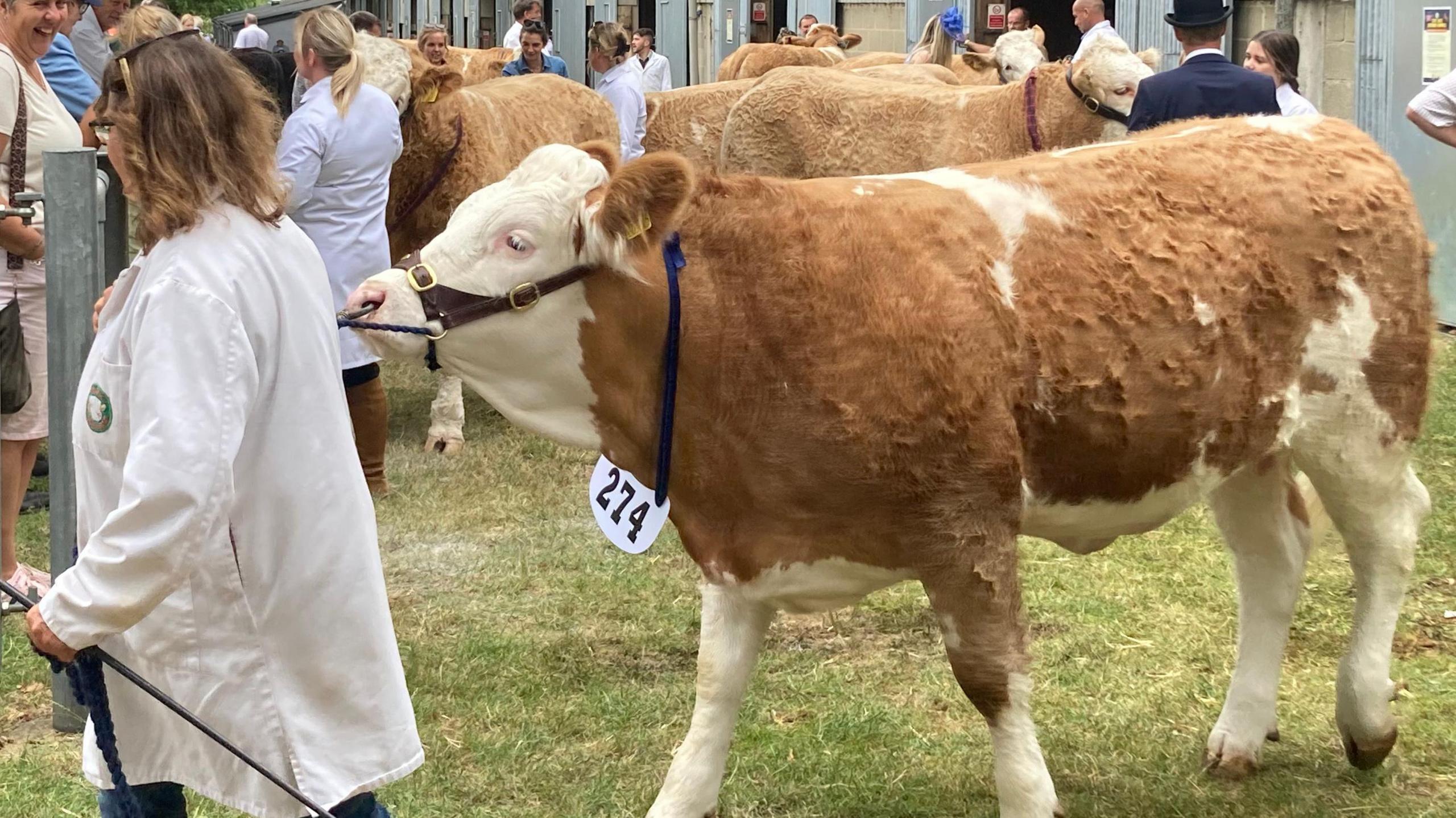 A brown cow being led by a woman wearing a white lab coat. 
