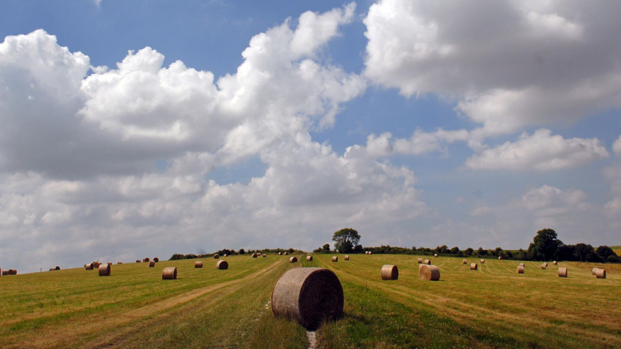 A large, mown field on a sunny day with large round bales of hay neatly spaced out.