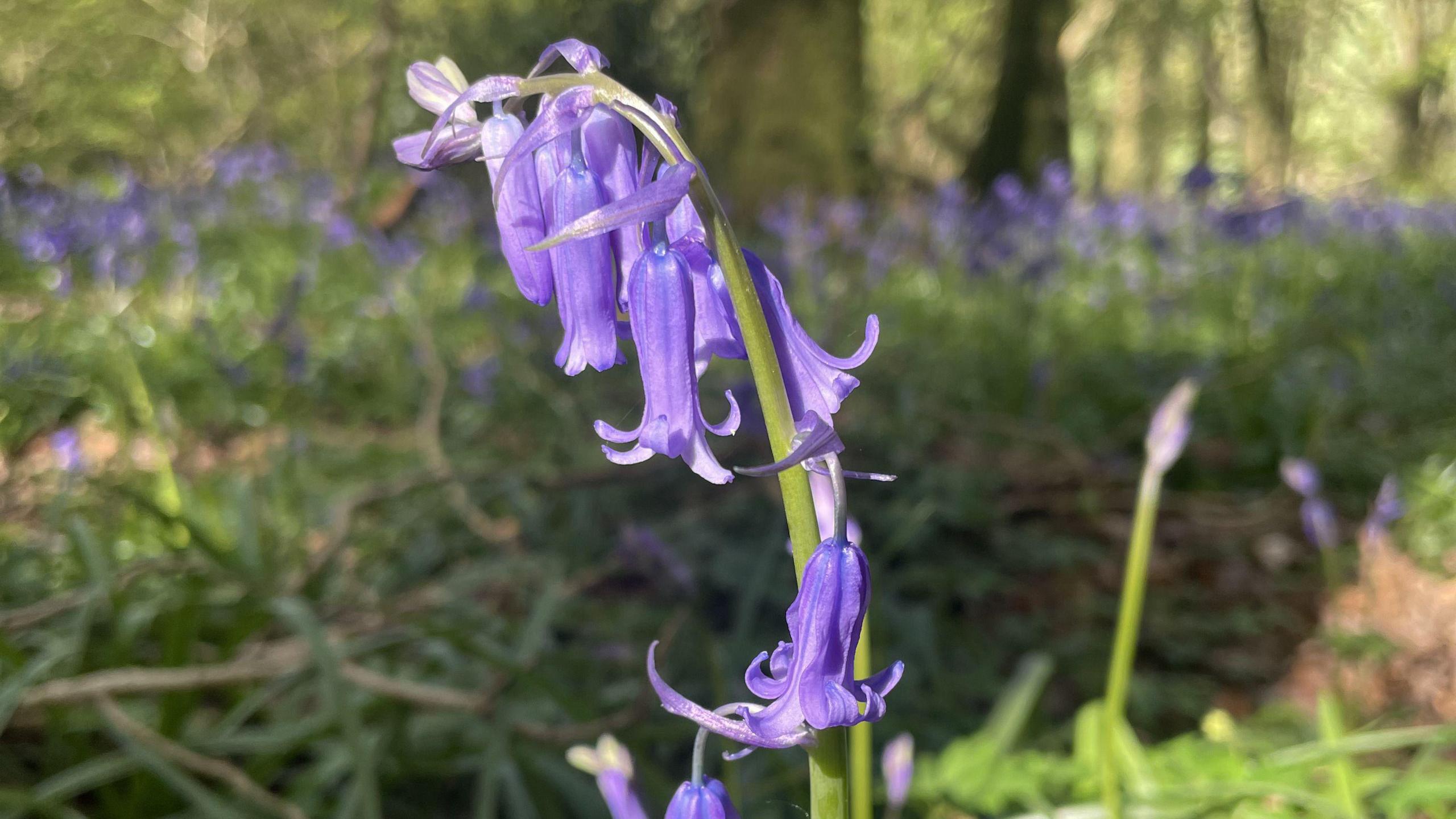 Bluebells at Cadora Woods