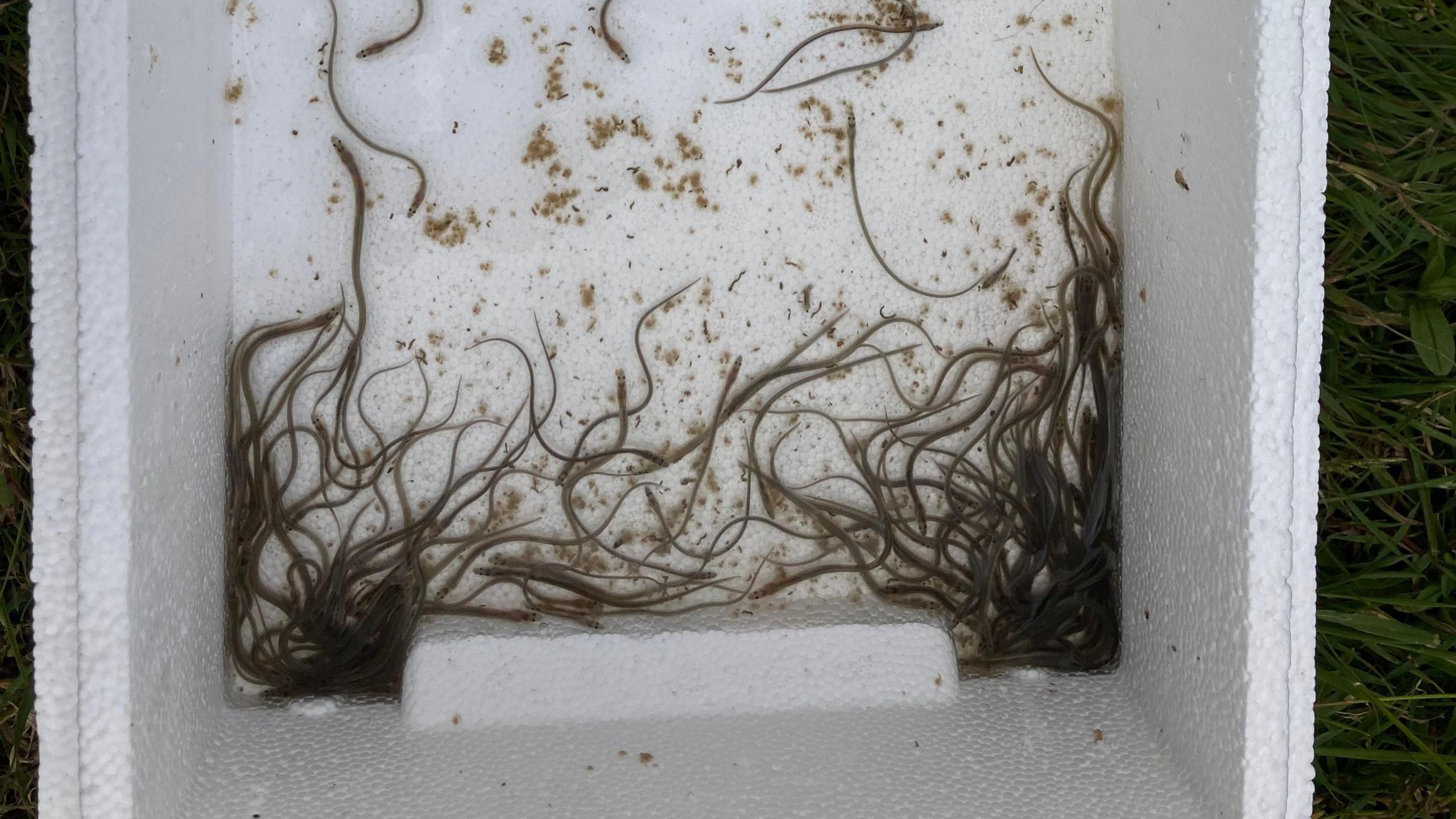 Image shows a box of 25 water eels