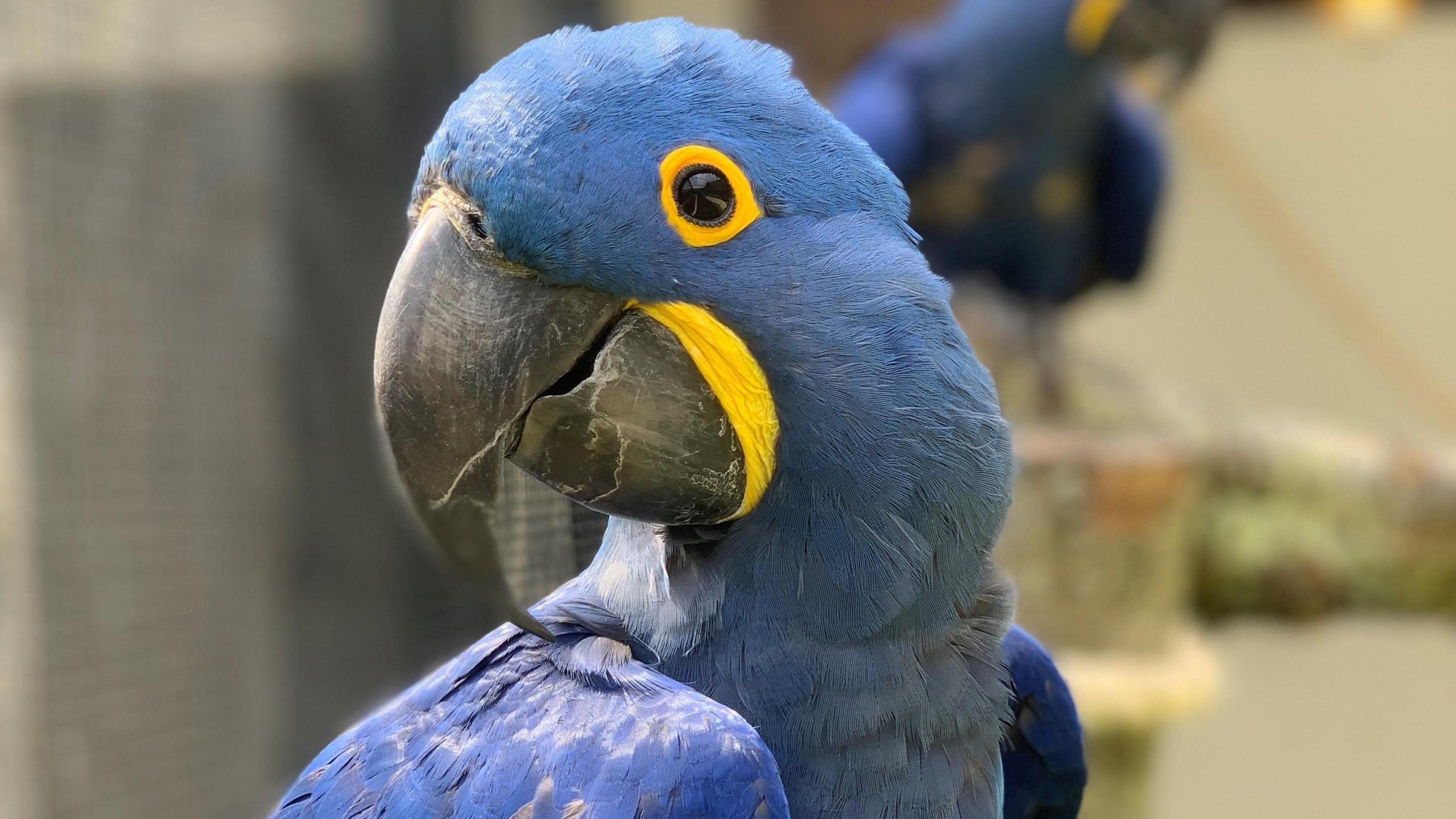 A Lear's Macaw which is bright blue with a line of yellow feathers around its eye and outlining its beak. It is looking sideways at the camera and there is another one out of focus in the background.