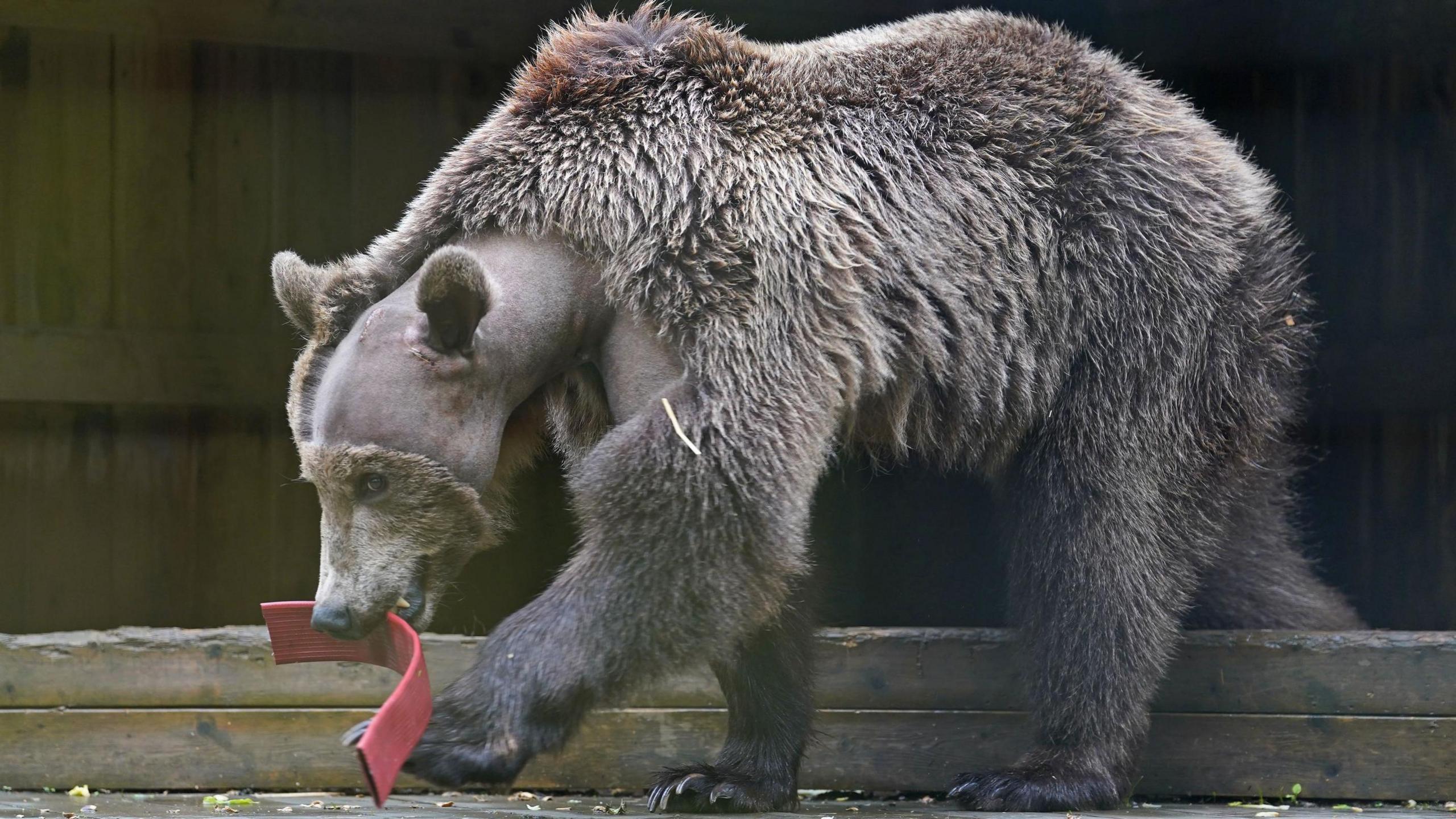 Boki carrying around a red toy with fruit and honey in it