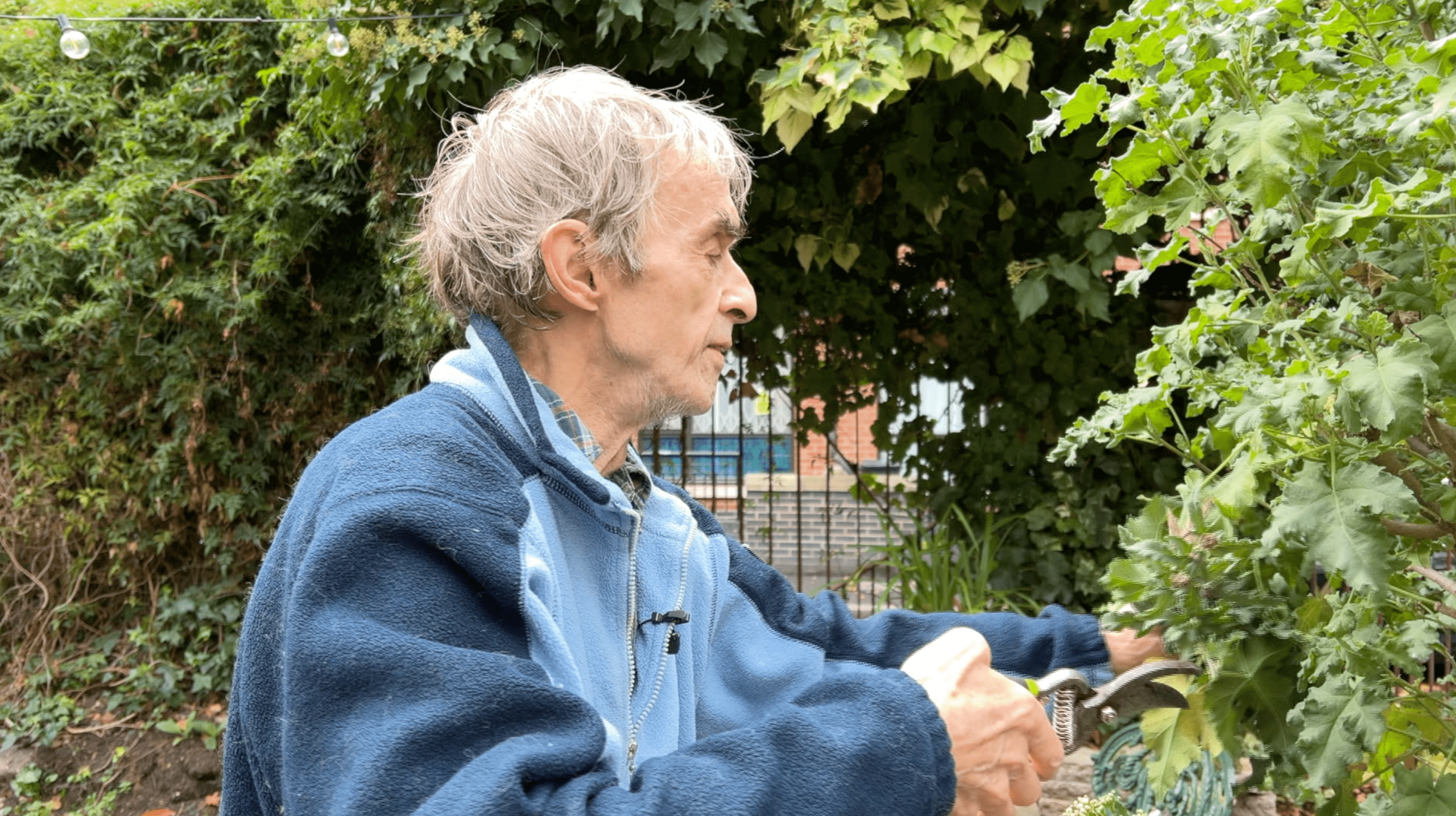 Volunteer Ron Chenery uses secateurs to prune a plant in the garden. 