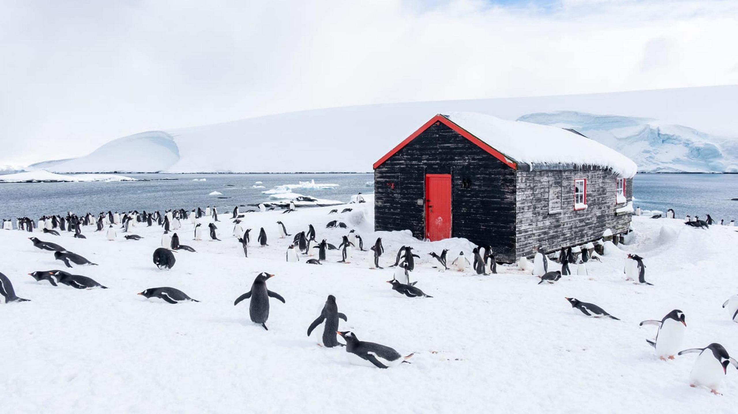 Penguins in Antarctica