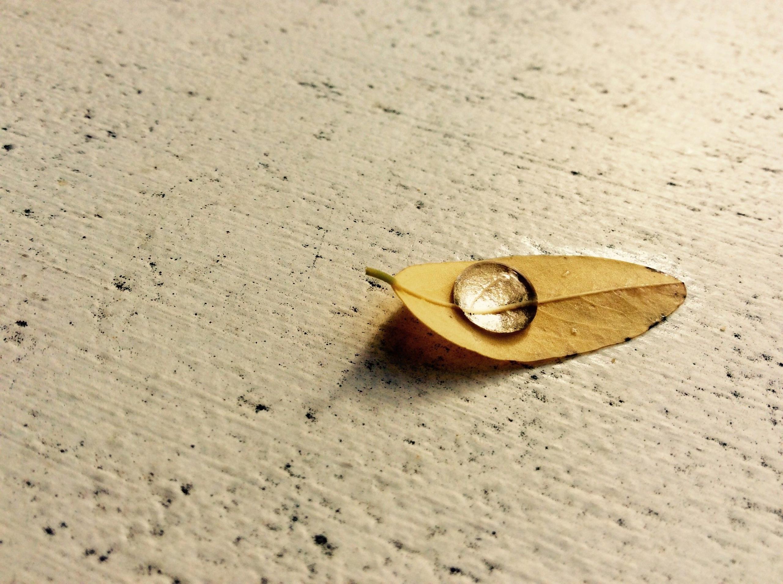 A water drop on a leaf