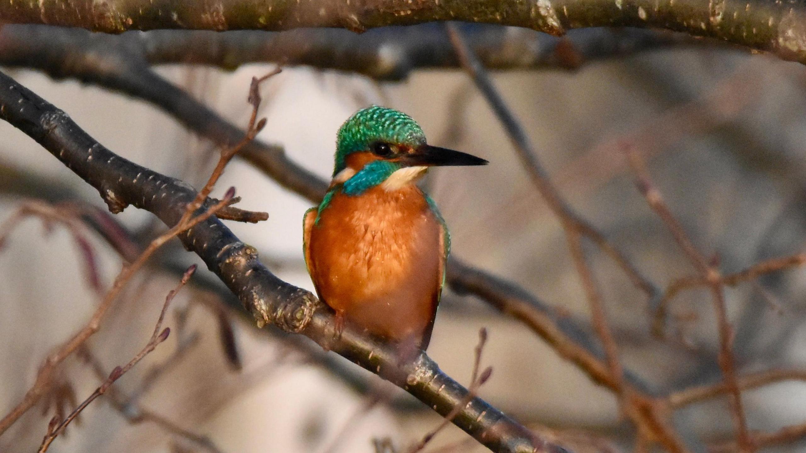 A kingfisher sits on the bare branch of a tree on a winter's day, with his head turned slightly to the side