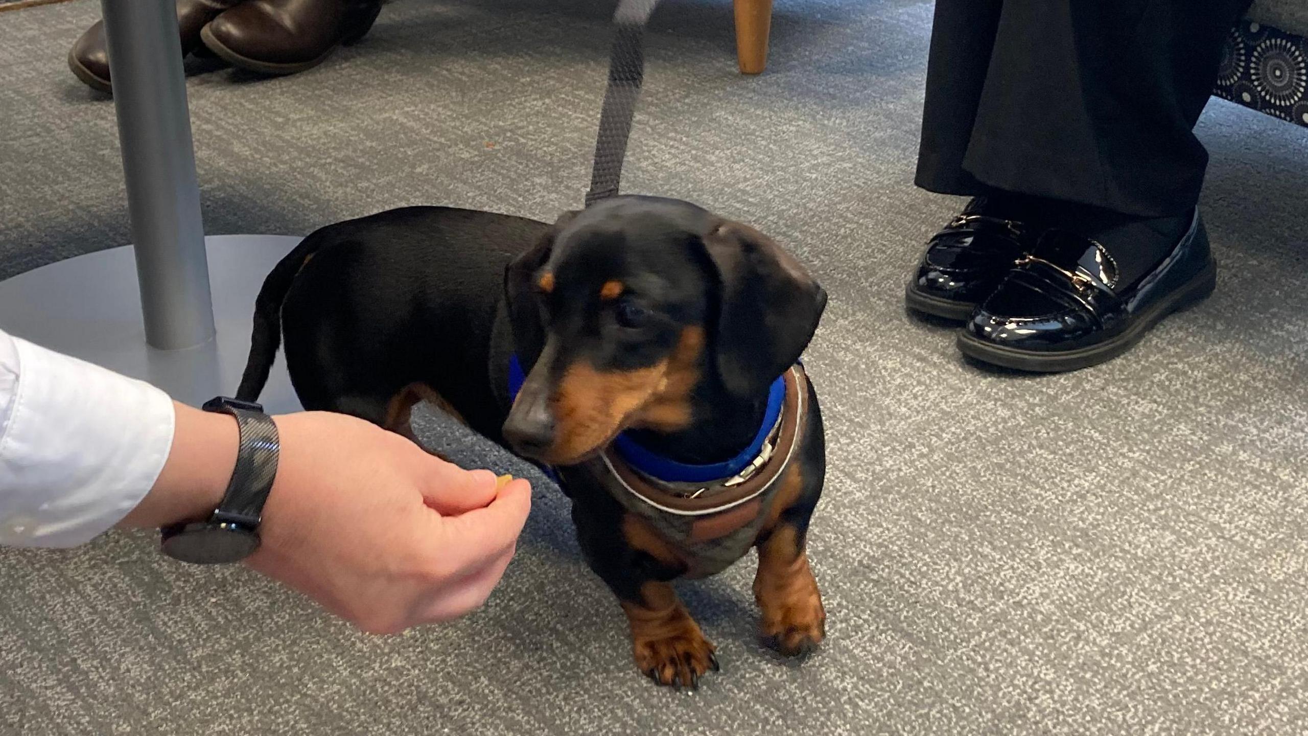 A miniatrure dachshund being given a treat