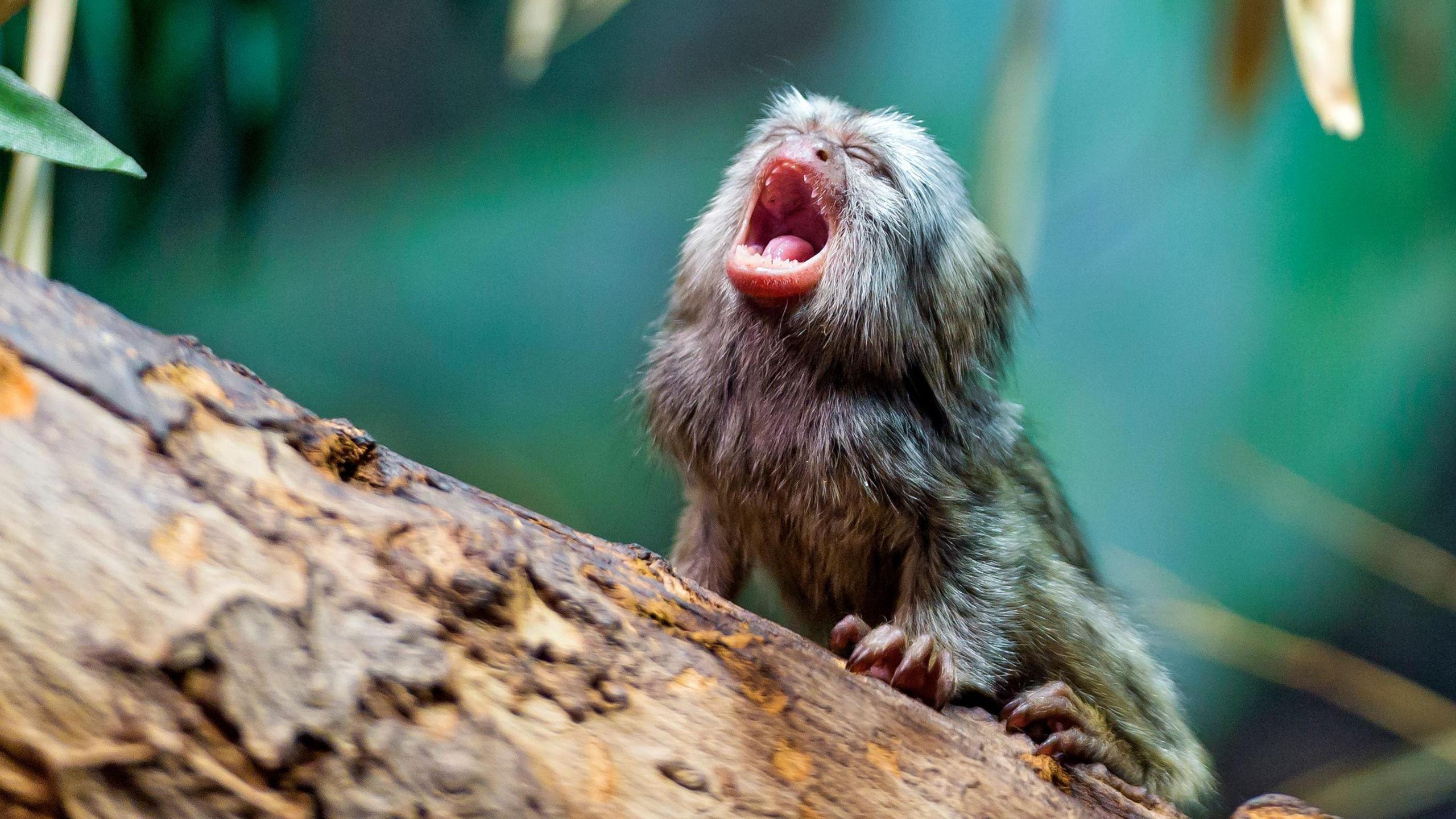 A baby marmoset on a branch with its mouth open