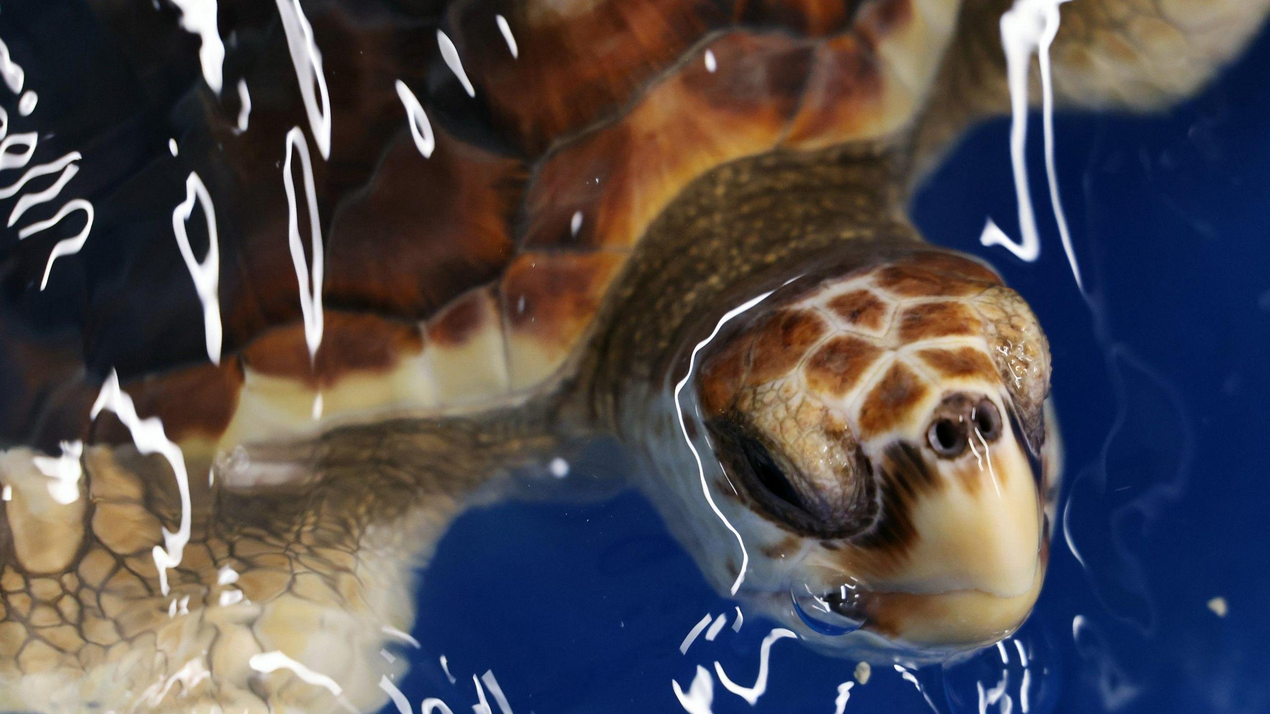 A picture of the loggerhead turtle pictured in the water.