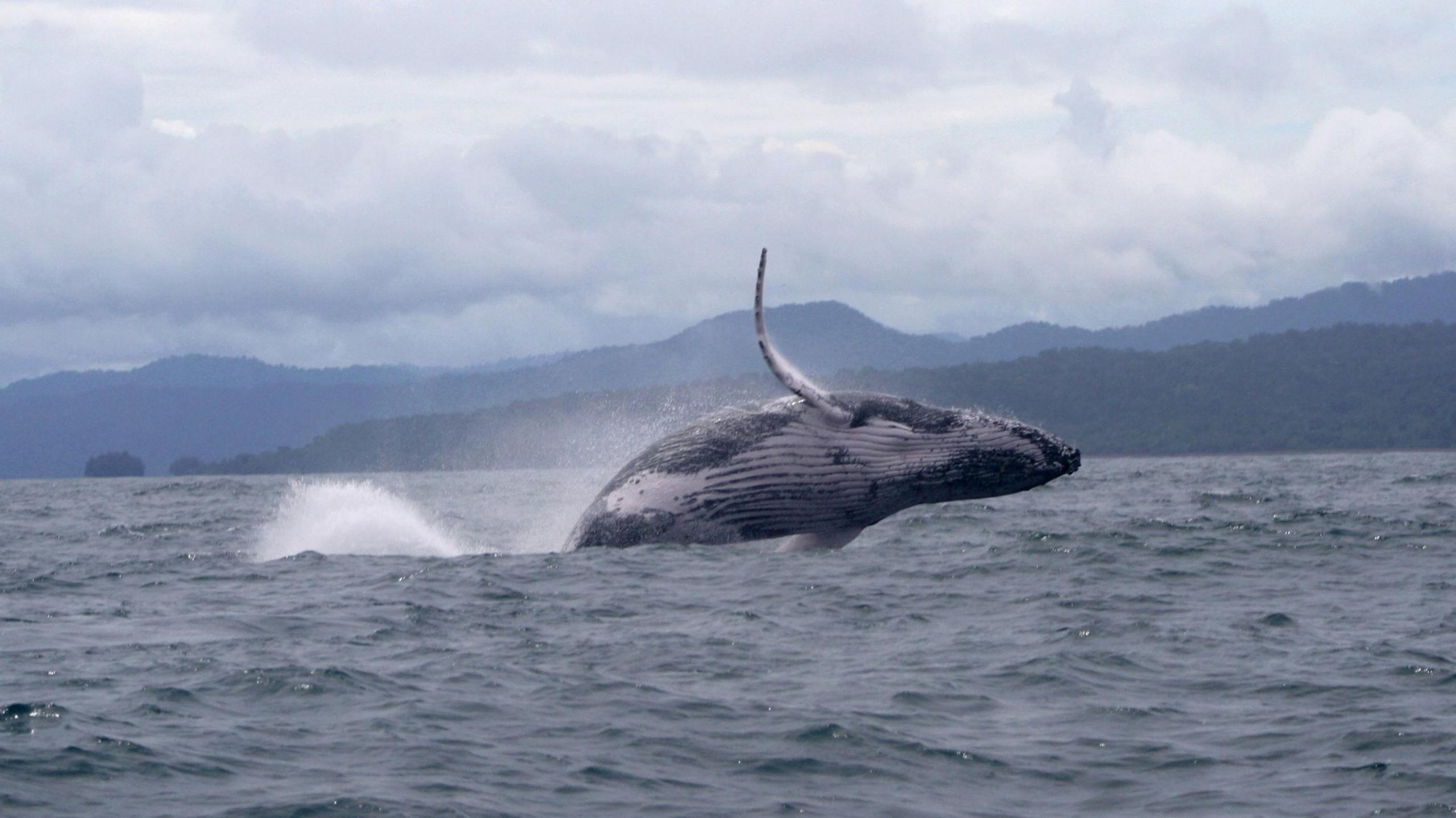 Humpback whale rising from the water