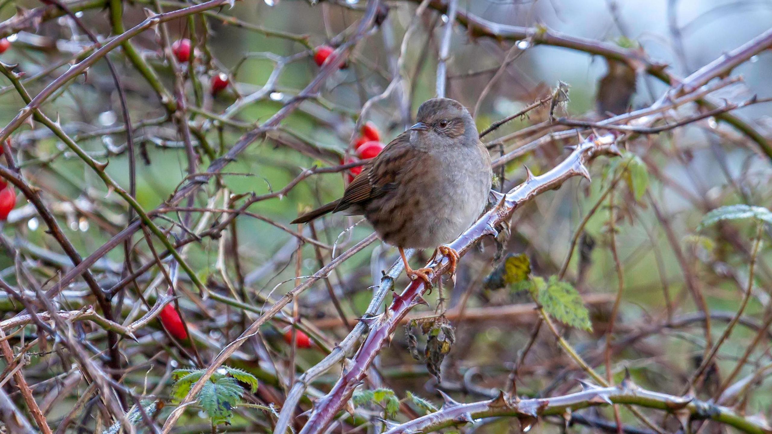 Bird in hedgerow 