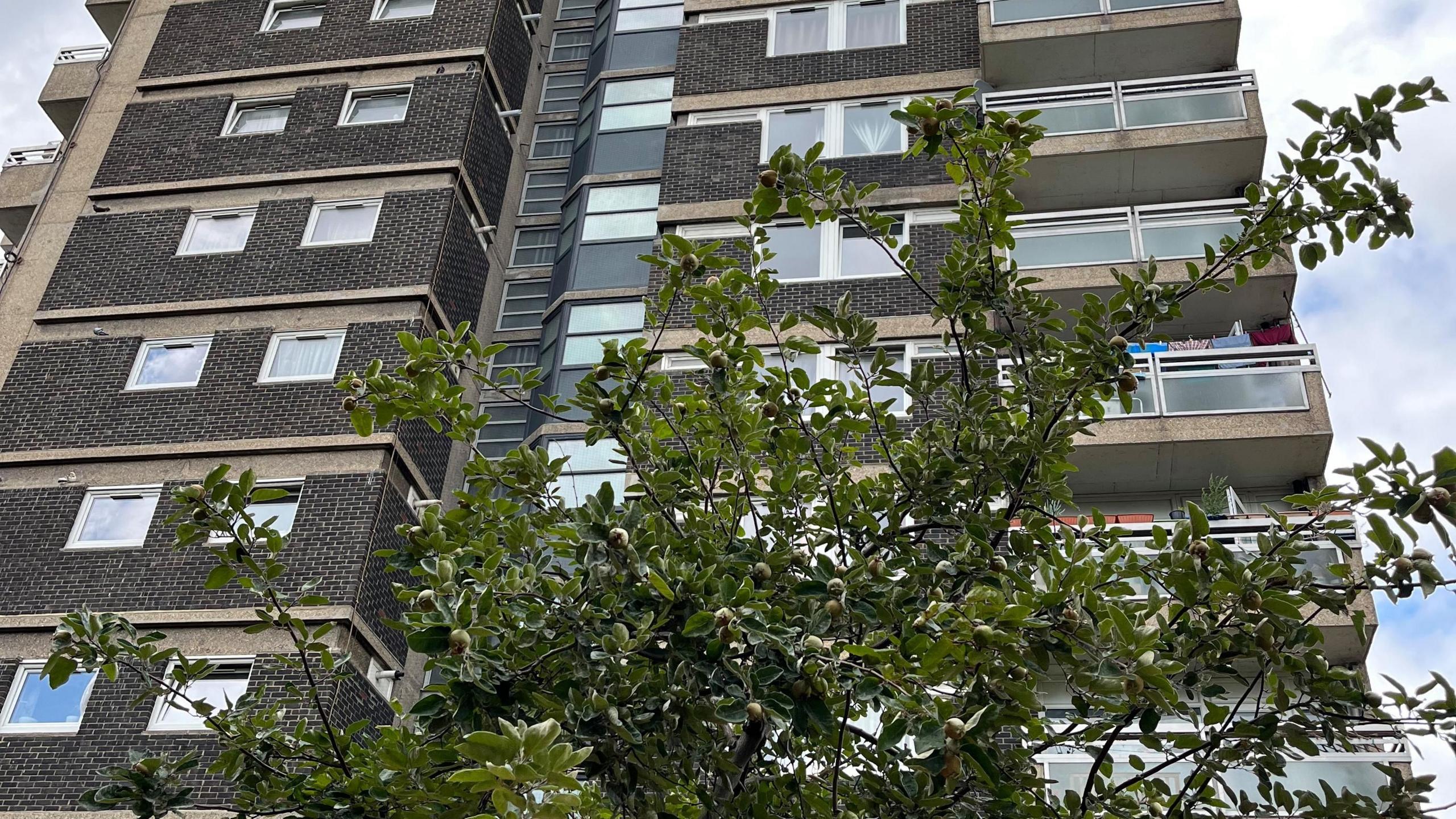 A fruit tree is pictured in front of a block of flats