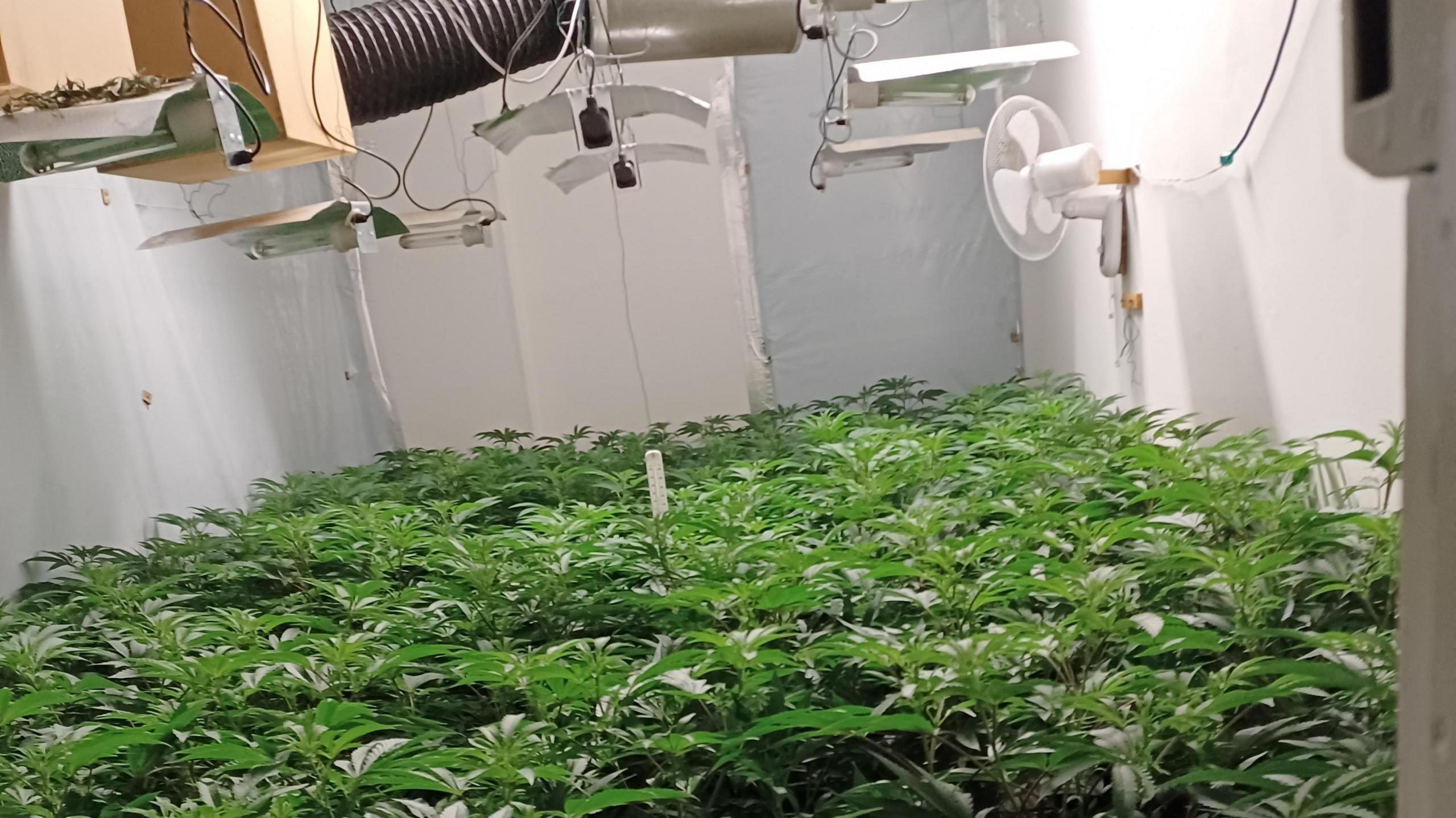 Cannabis plants in a secret factory