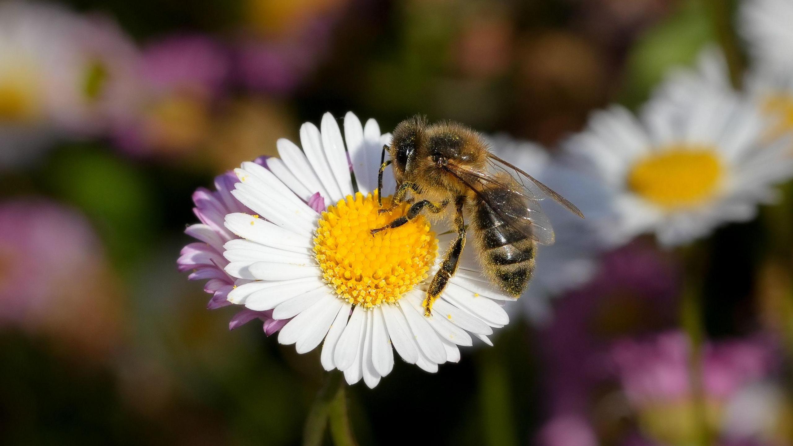 A brown honey bee covered in yellow pollen sits on a white and yellow daisy, collecting pollen. in the background, there are more daisies