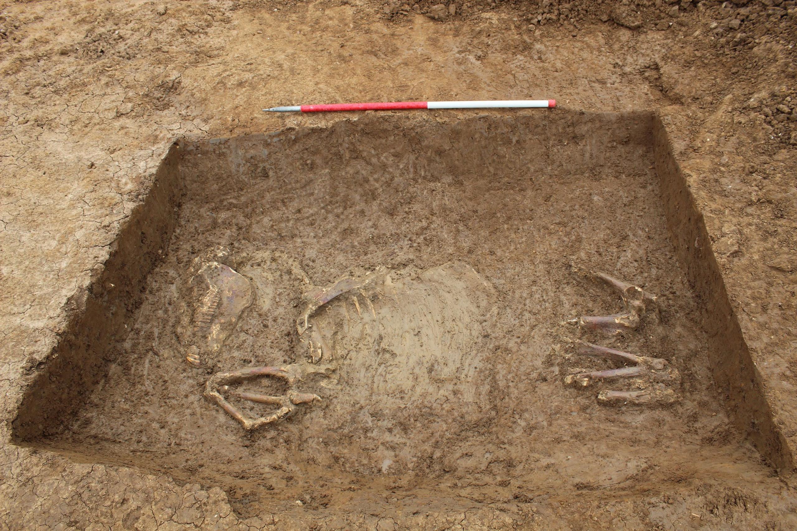 The skeleton of a horse placed within an Iron Age ditch dating to the first century BC