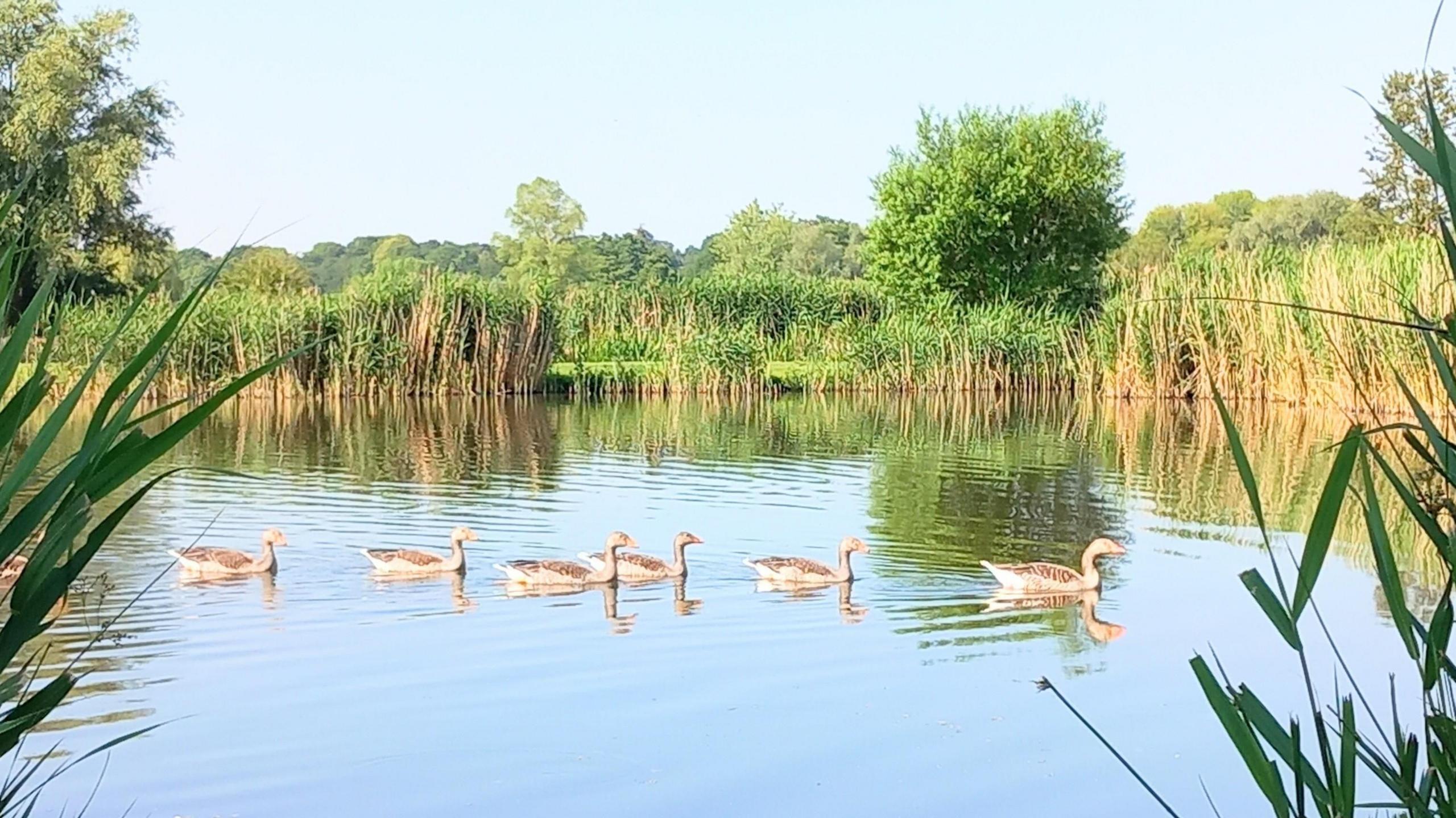 Ducks on the water