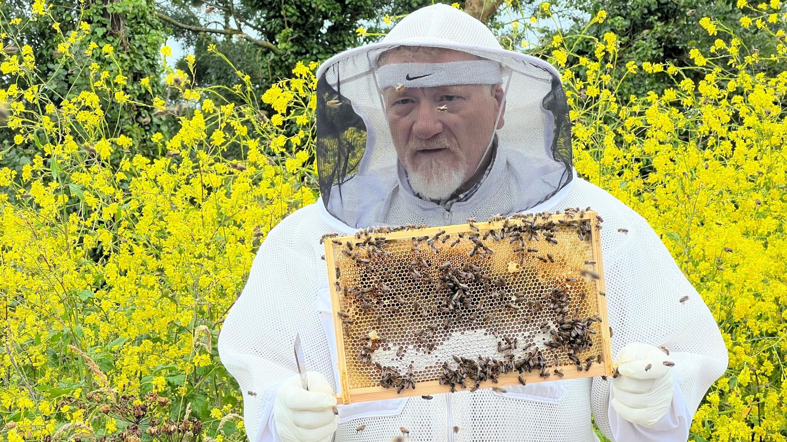 Man holds a piece from the bee hive with bees all over it while he wears a beekeeping suit