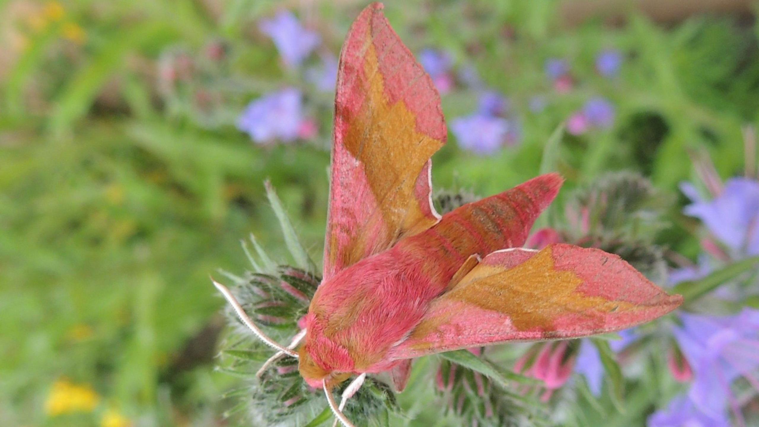 A beautiful pinky-grey moth 