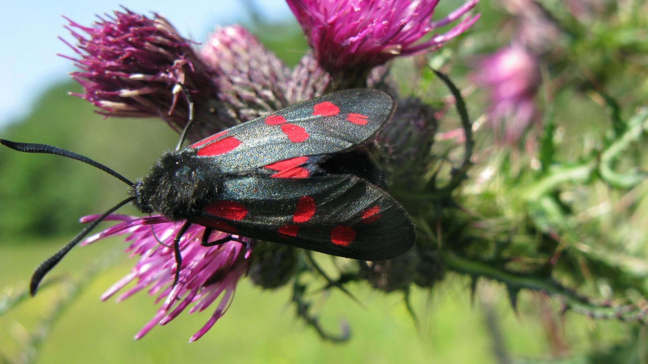A black moth with bright red spots resting on a pink thistle flower.