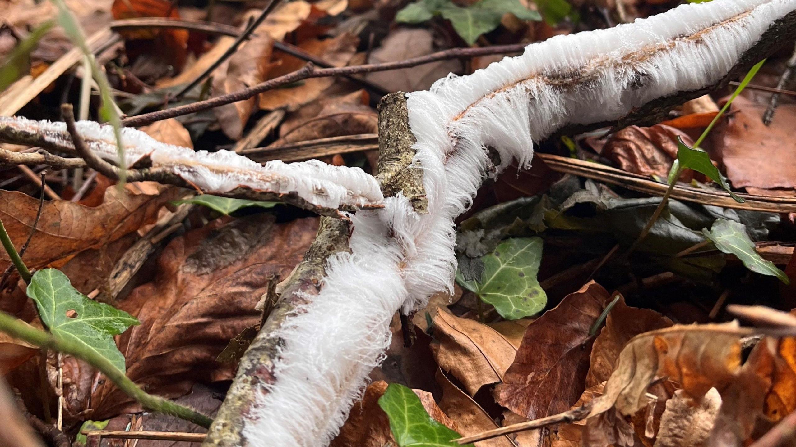 Hair ice on a branch in a wood